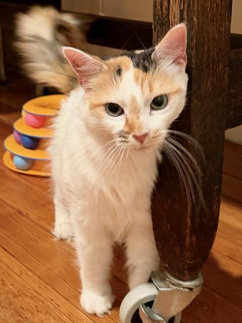 Flora, a ADOPTABLE Calico in Medford, MA image 2/4