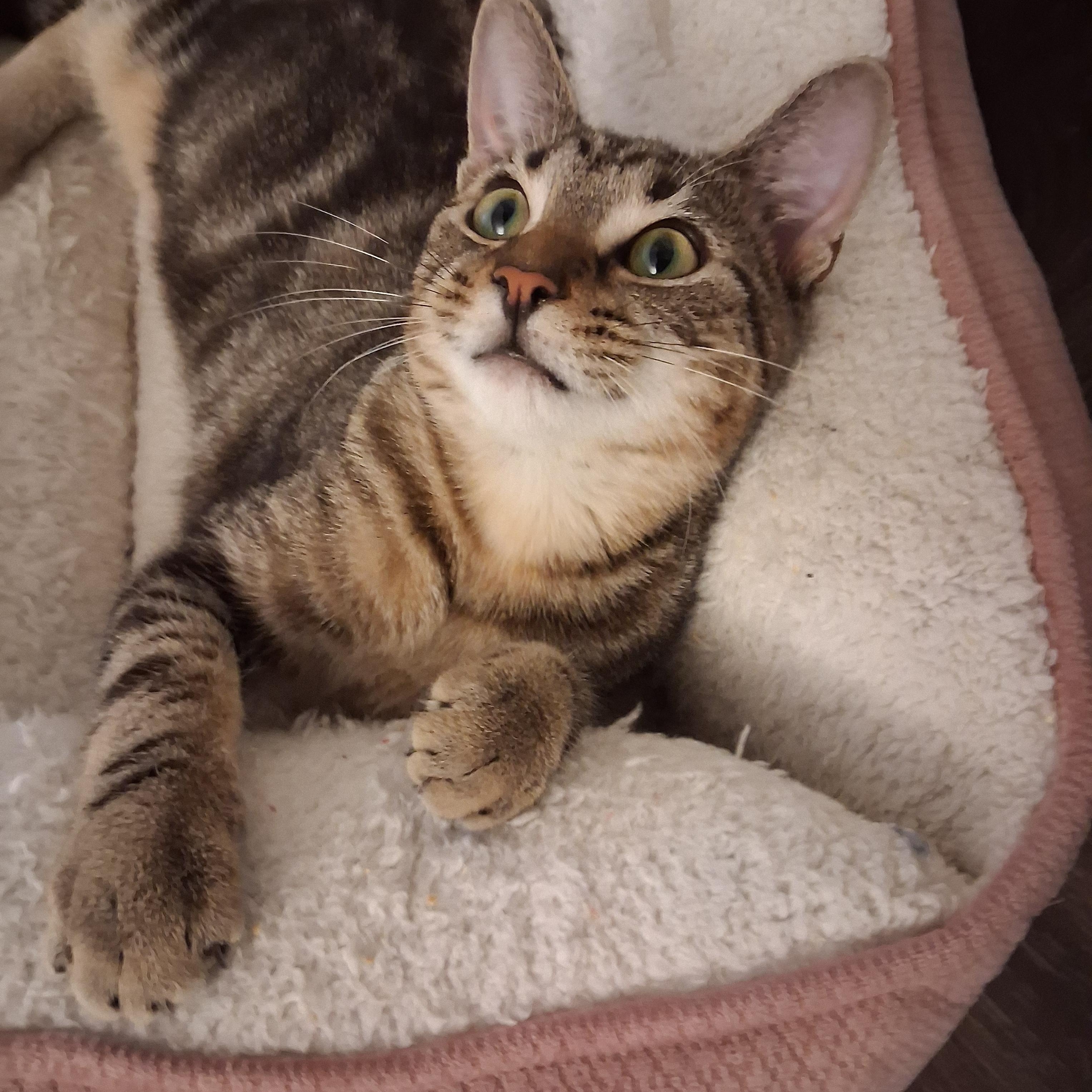 Enlarge Tucker, an adoptable Domestic Short Hair in Beaufort, SC image 3/5