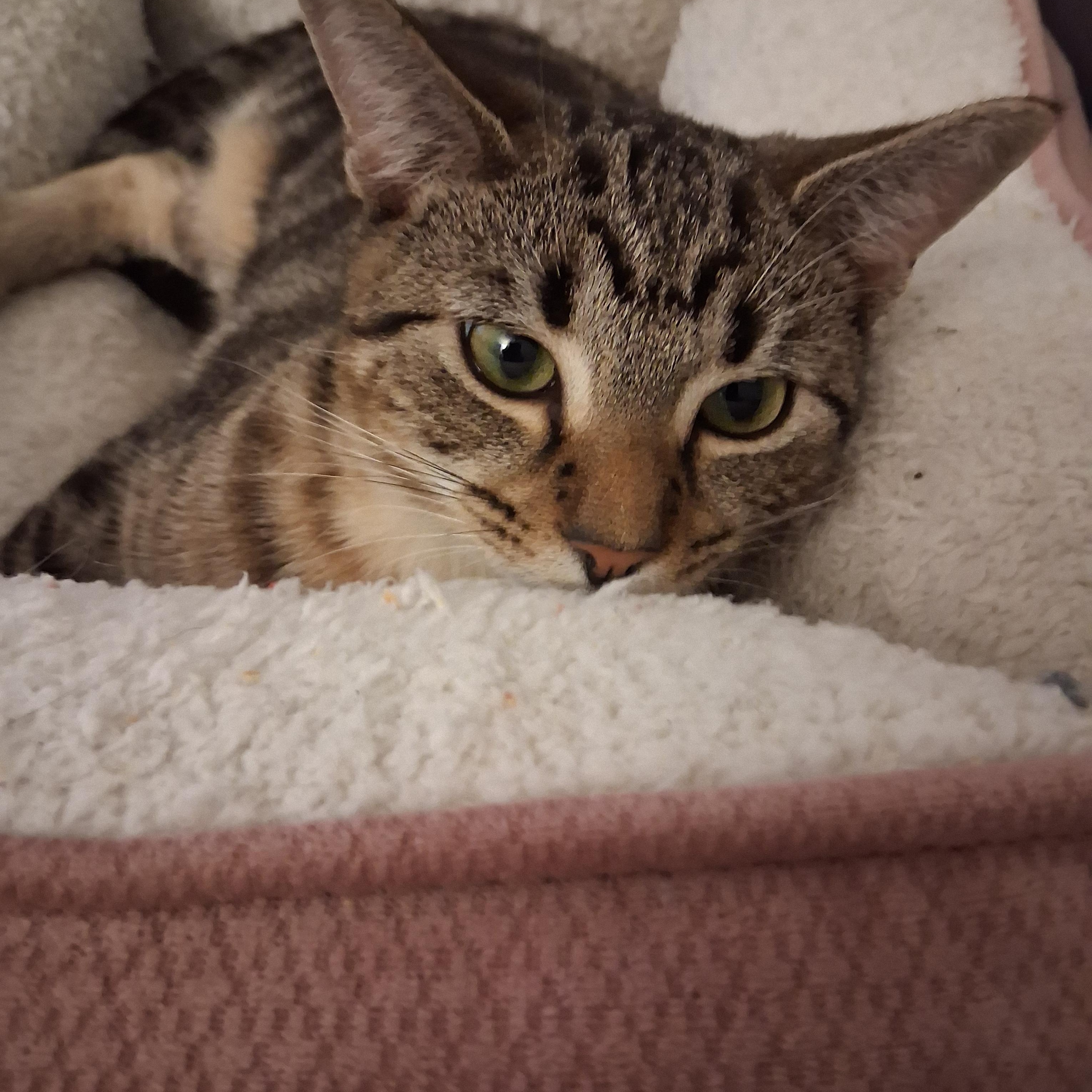 Enlarge Tucker, an adoptable Domestic Short Hair in Beaufort, SC image 5/5