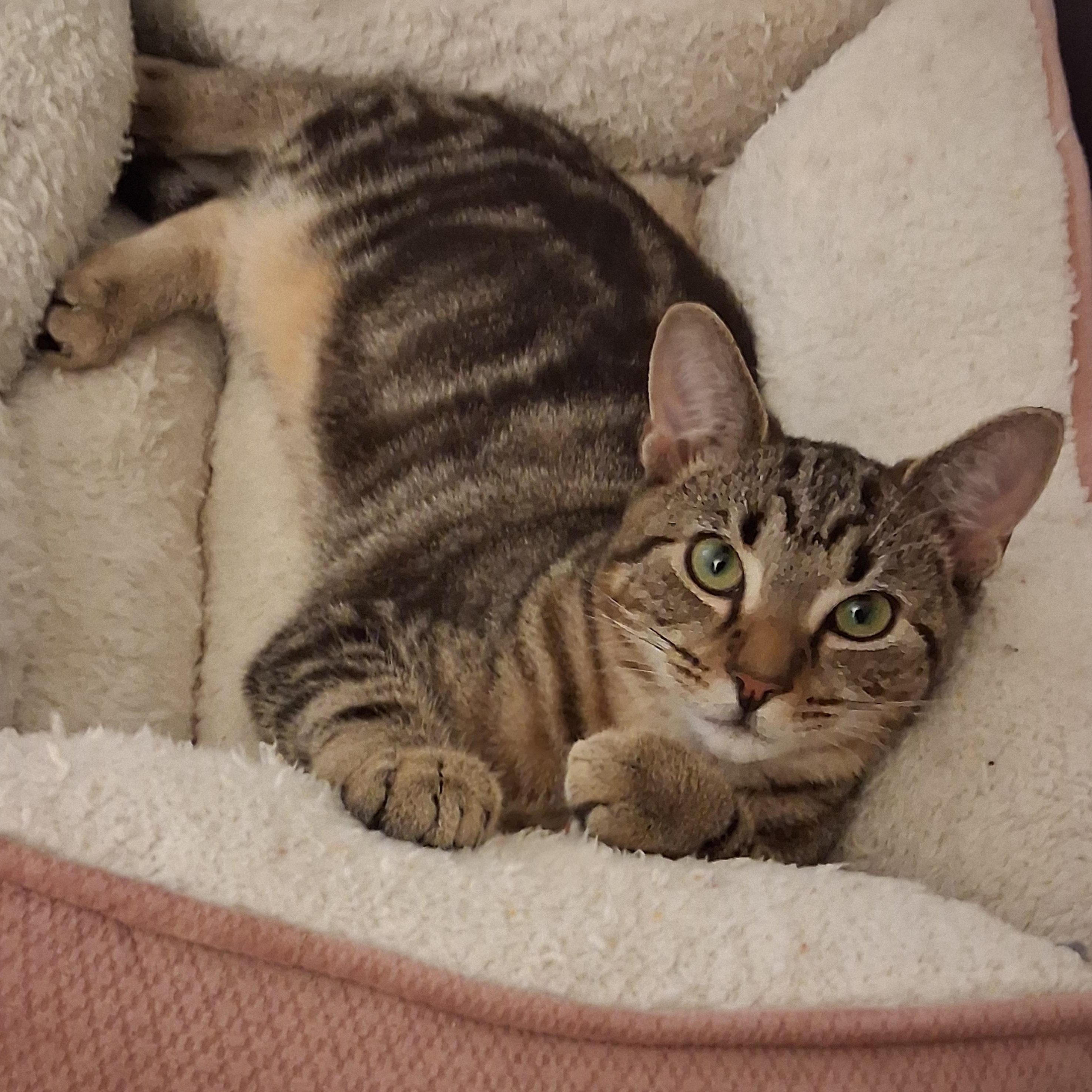 Enlarge Tucker, an adoptable Domestic Short Hair in Beaufort, SC image 2/5