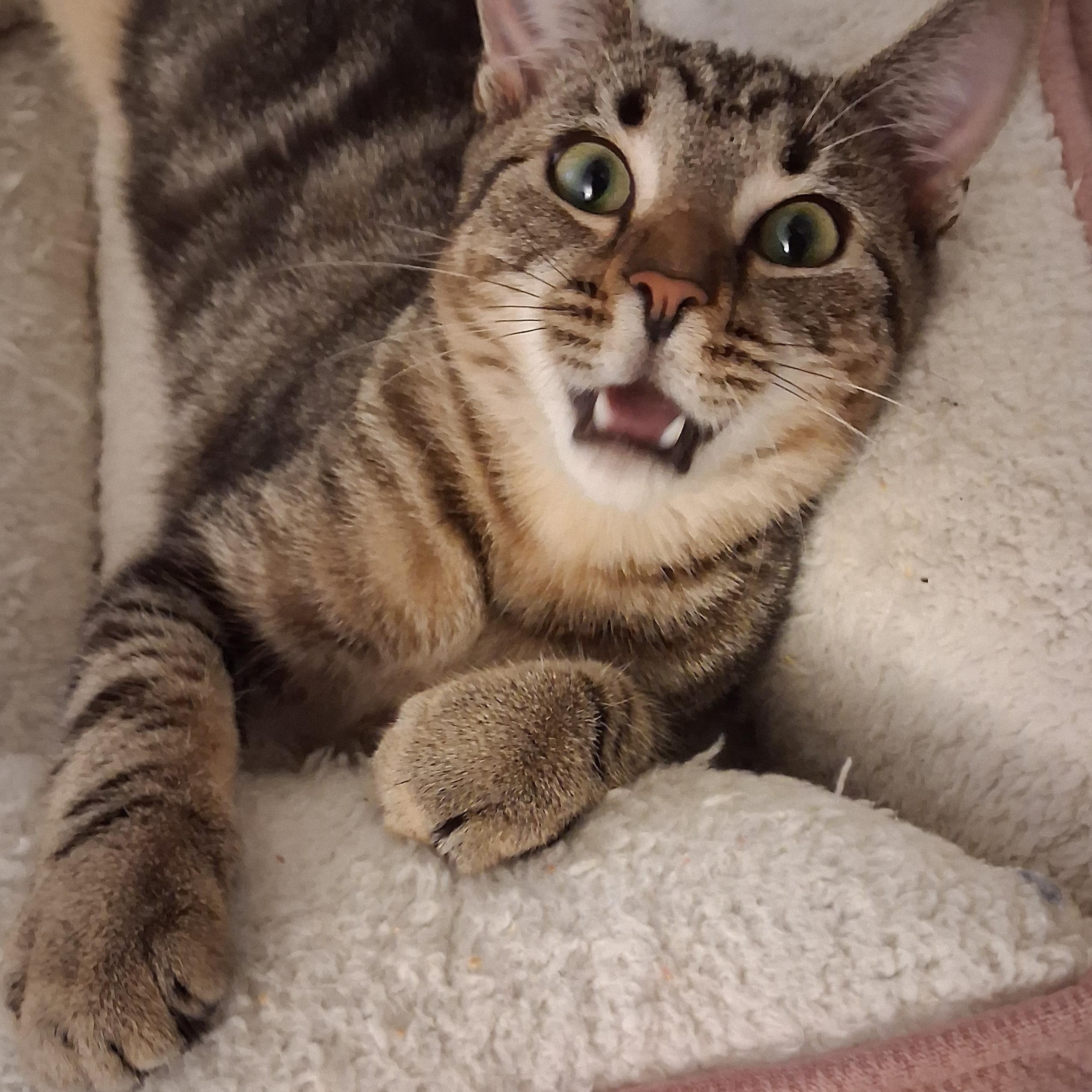 Enlarge Tucker, an adoptable Domestic Short Hair in Beaufort, SC image 4/5