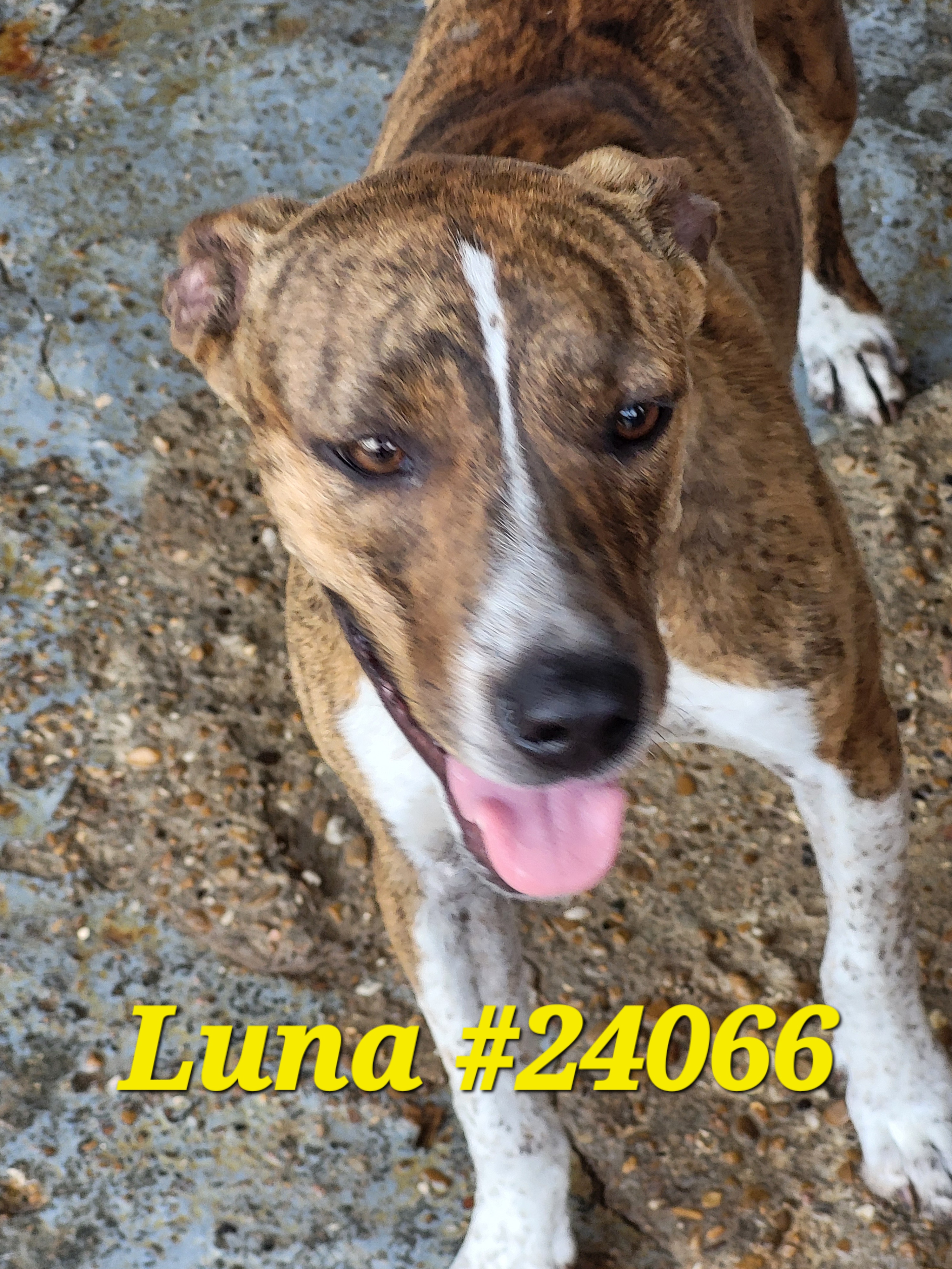 Luna #24066, a Adoptable Mixed Breed in Mexia, TX image 1/2