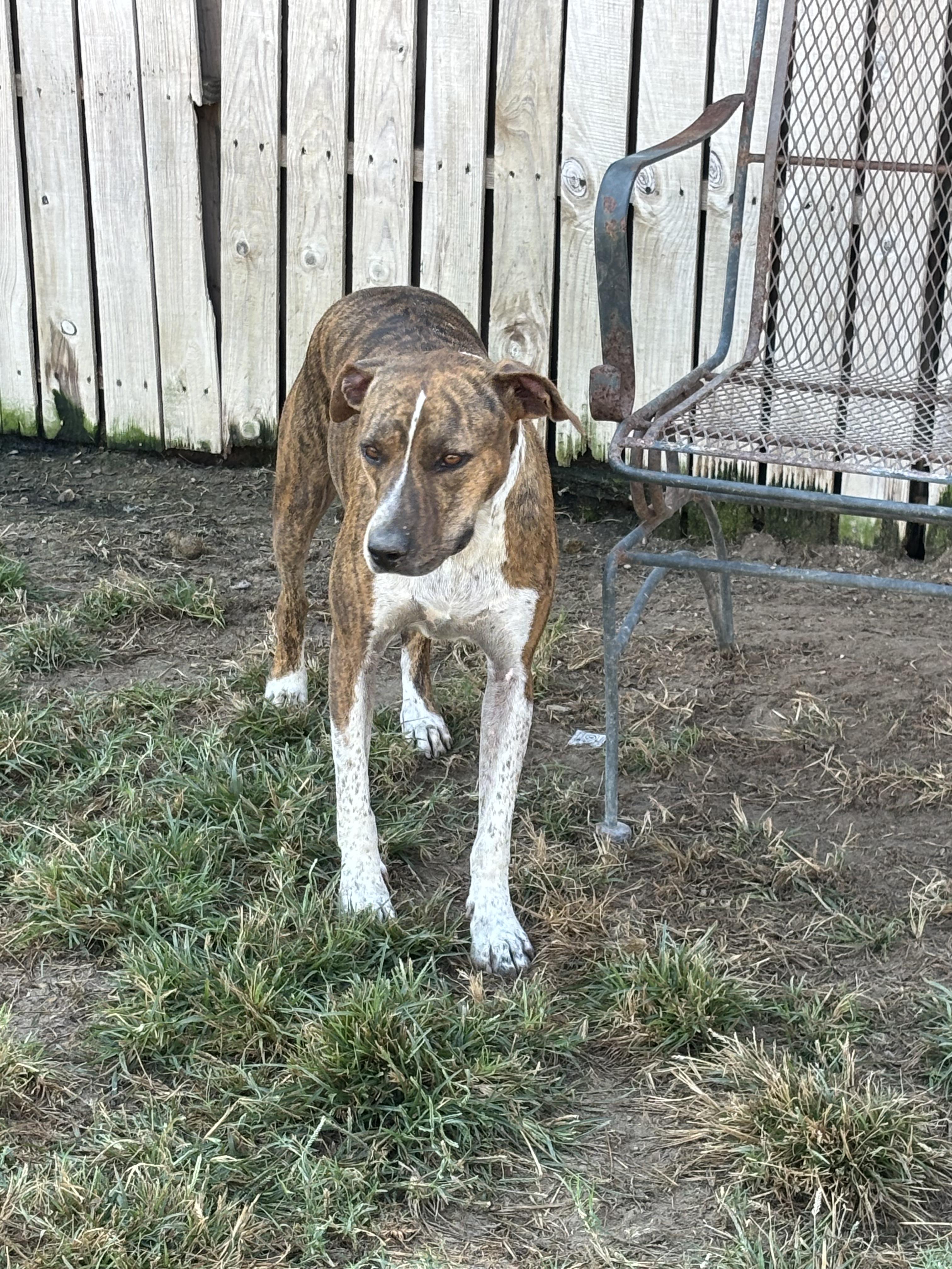 Luna #24066, a Adoptable Mixed Breed in Mexia, TX image 2/2