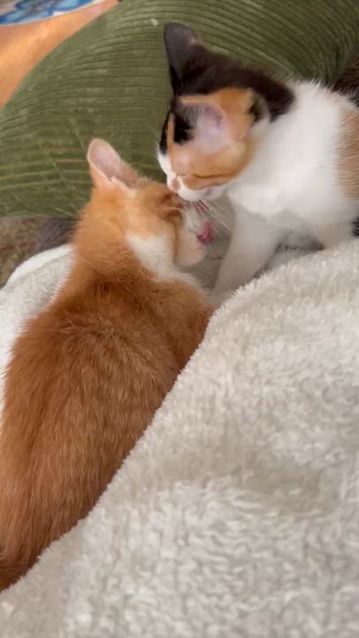 Enlarge Darla (must adopt with Alfalfa), a Adoptable Calico in New Bedford, MA video 3/3