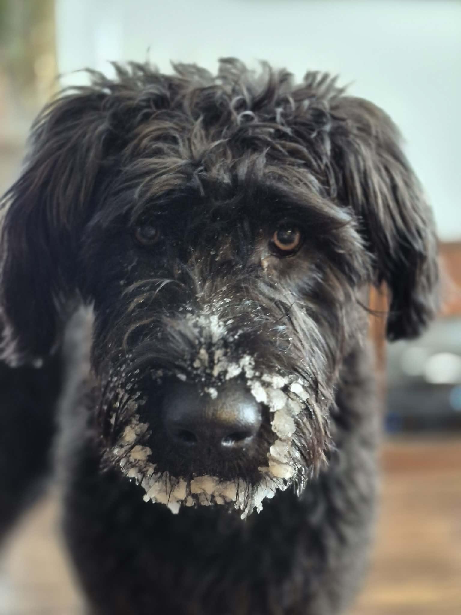 Enlarge Guillermo, a ADOPTABLE mixed breed in Winnipeg, MB image 2/6