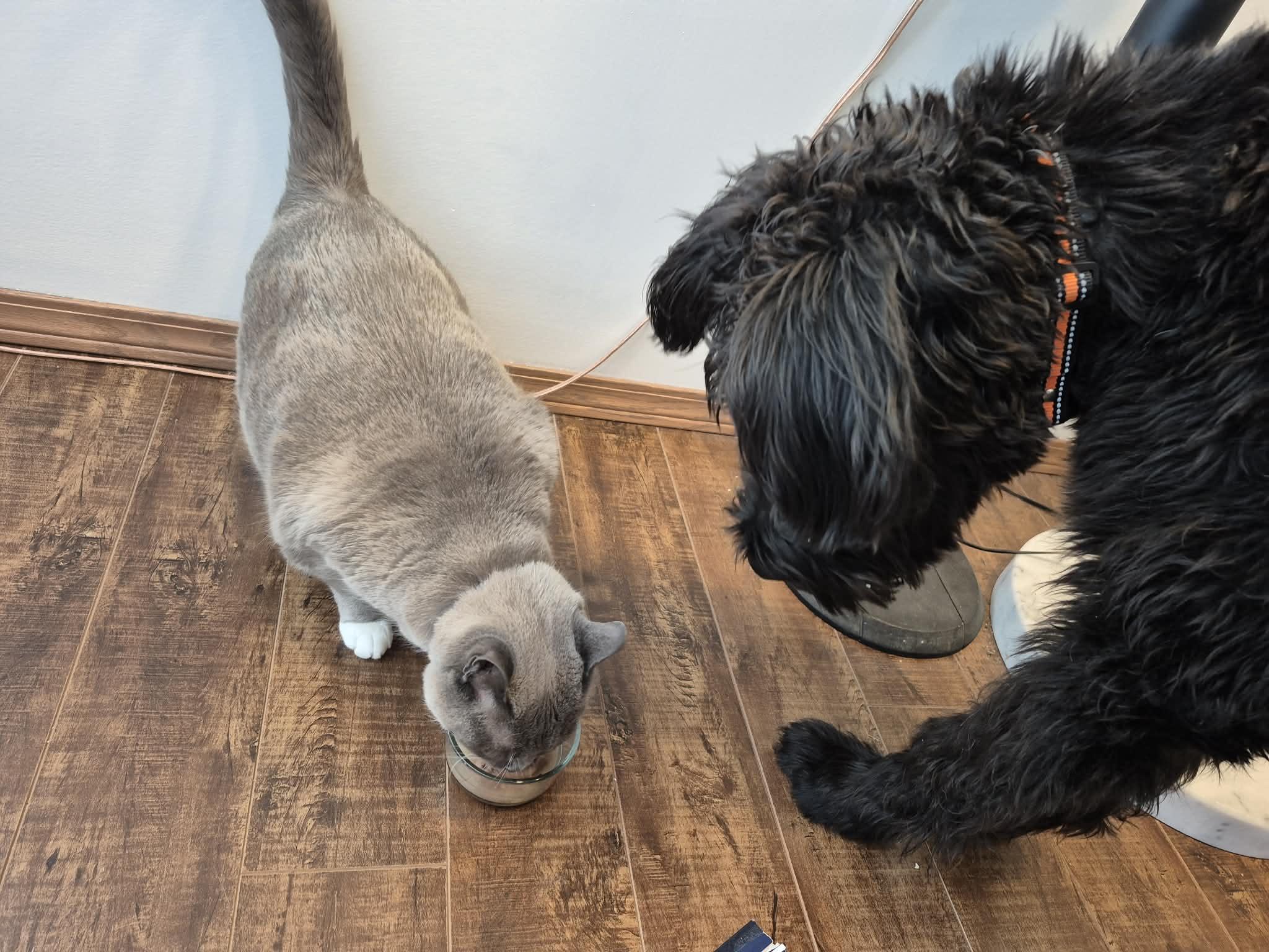 Enlarge Guillermo, a ADOPTABLE mixed breed in Winnipeg, MB image 5/6