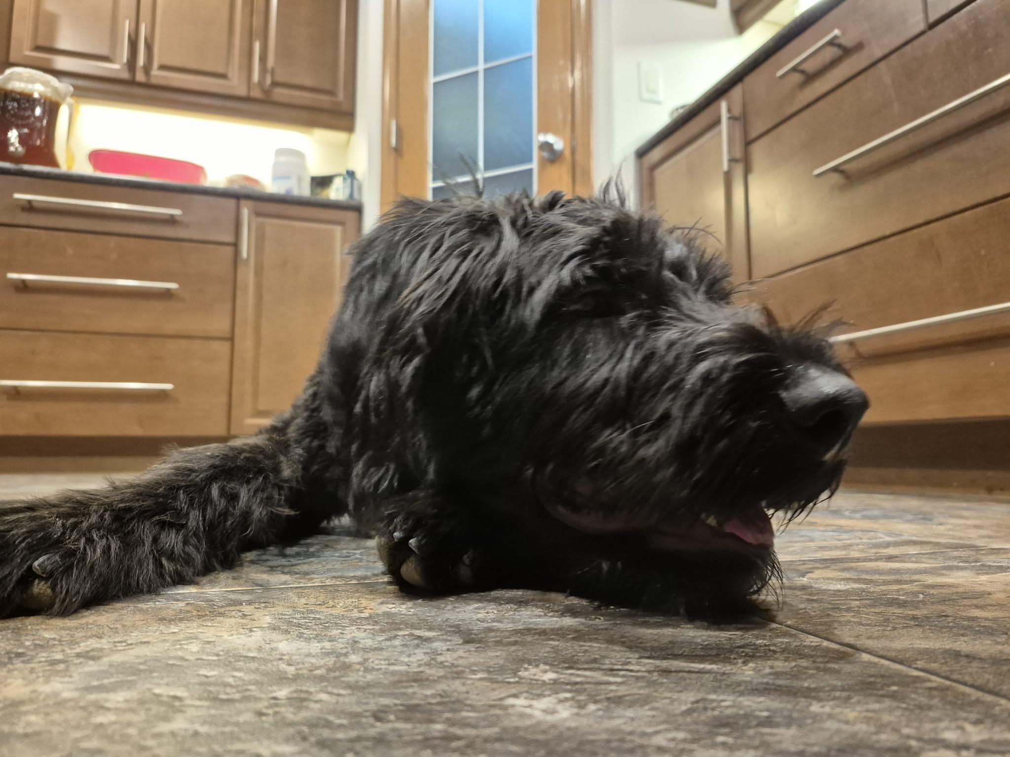 Enlarge Guillermo, a ADOPTABLE mixed breed in Winnipeg, MB image 6/6