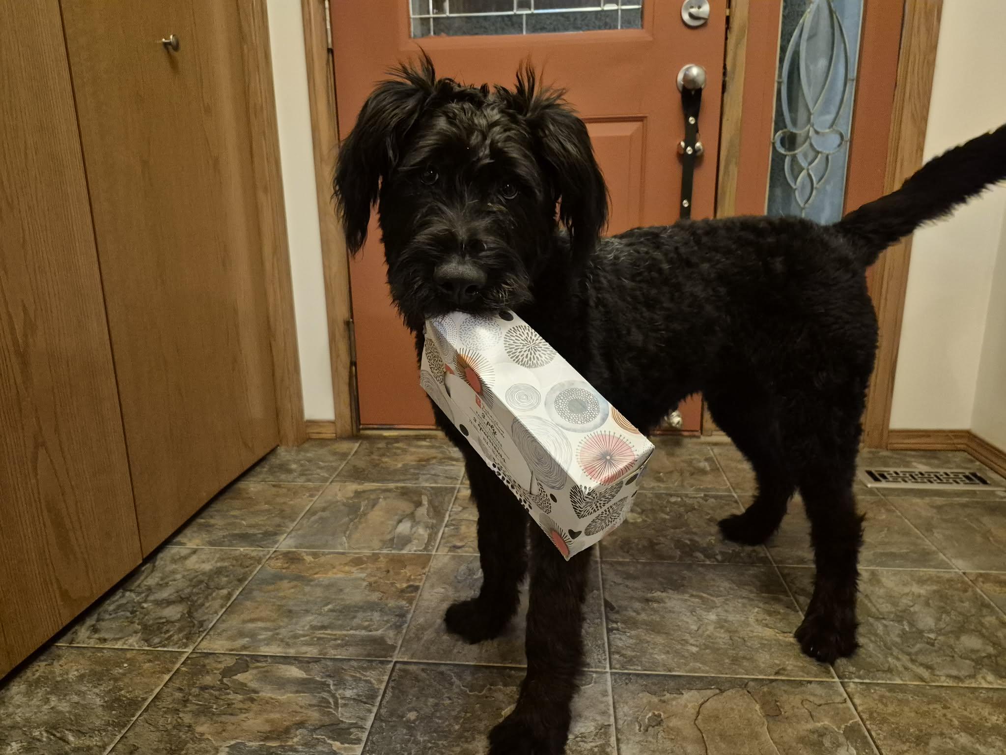 Enlarge Guillermo, a ADOPTABLE mixed breed in Winnipeg, MB image 4/6