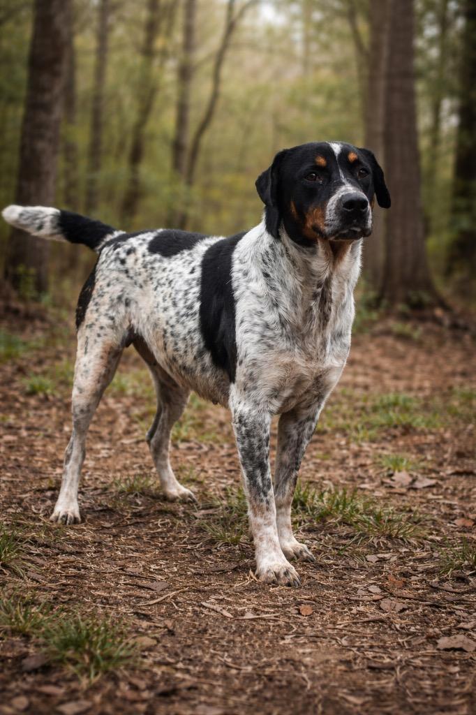 Penny, Adoptable, Adult Female Australian Cattle Dog / Blue Heeler & Hound.