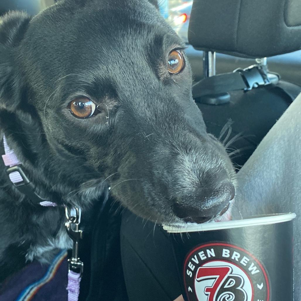 Enlarge Poppy, a Adoptable mixed breed in Springfield, MO image 2/6