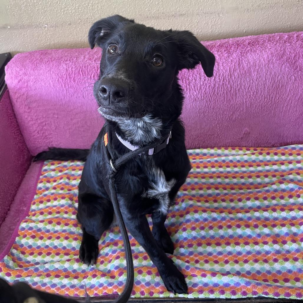 Enlarge Poppy, a Adoptable mixed breed in Springfield, MO image 3/6