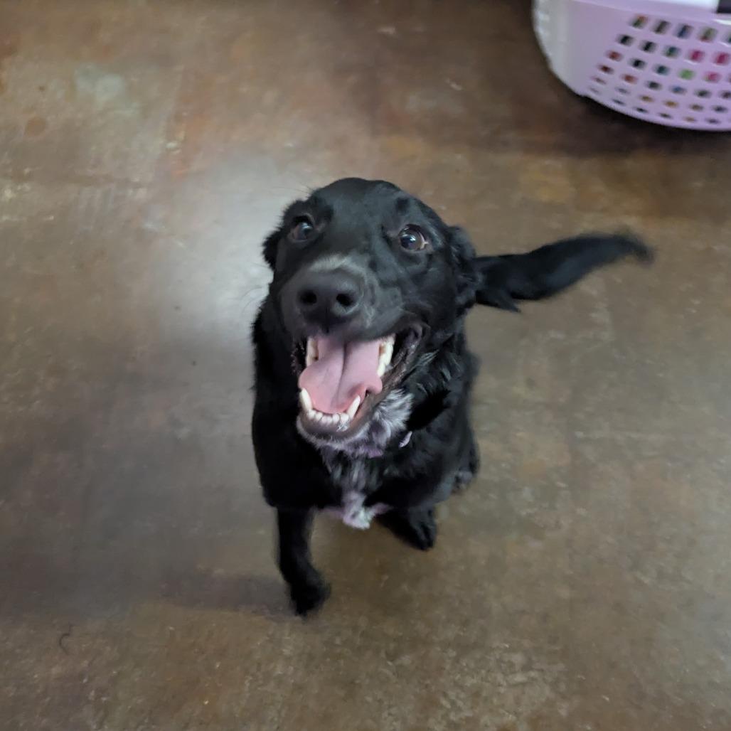 Enlarge Poppy, a Adoptable mixed breed in Springfield, MO image 6/6