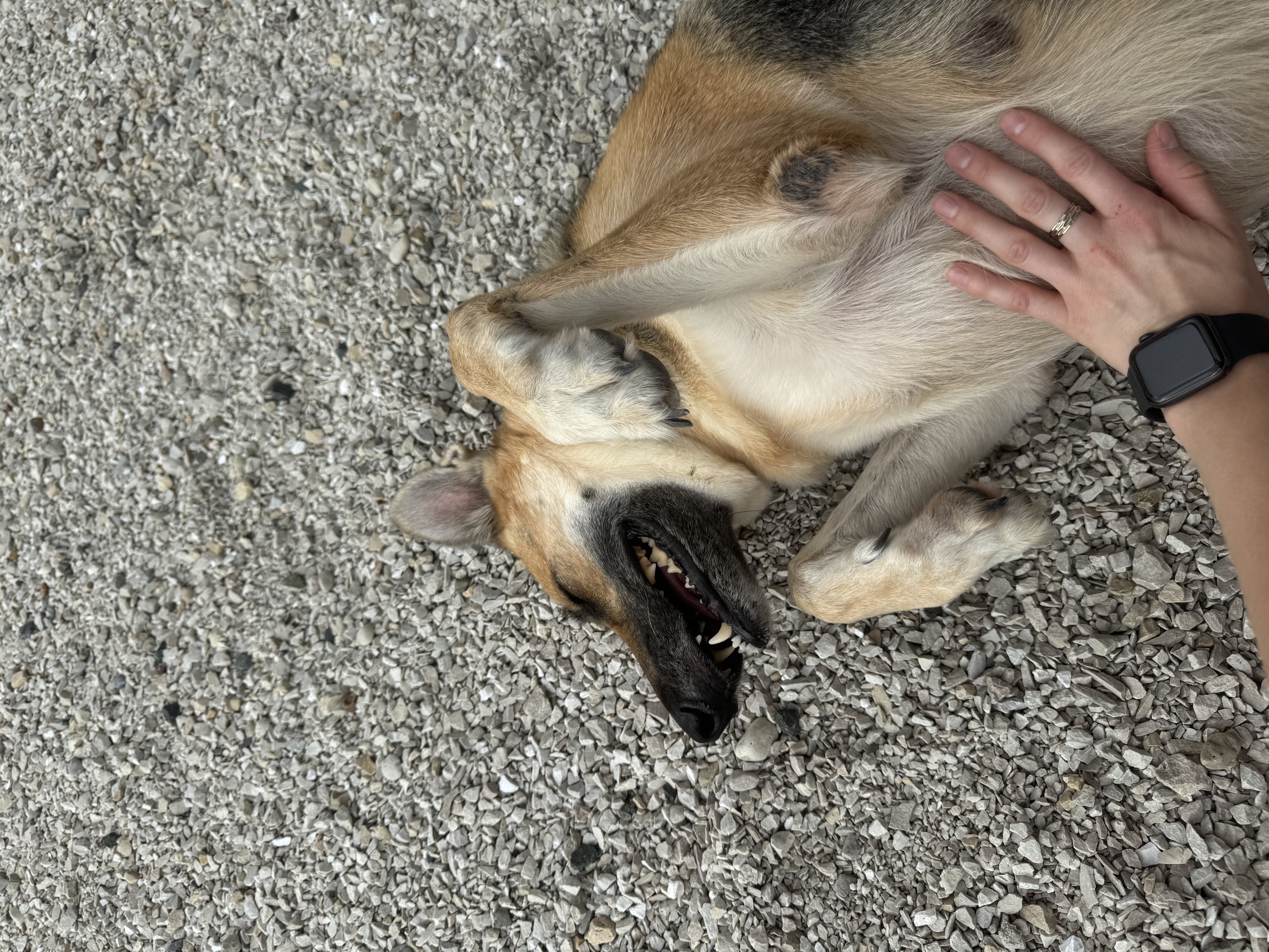 Enlarge Athena, an adopted German Shepherd Dog in Milwaukee, WI image 4/4
