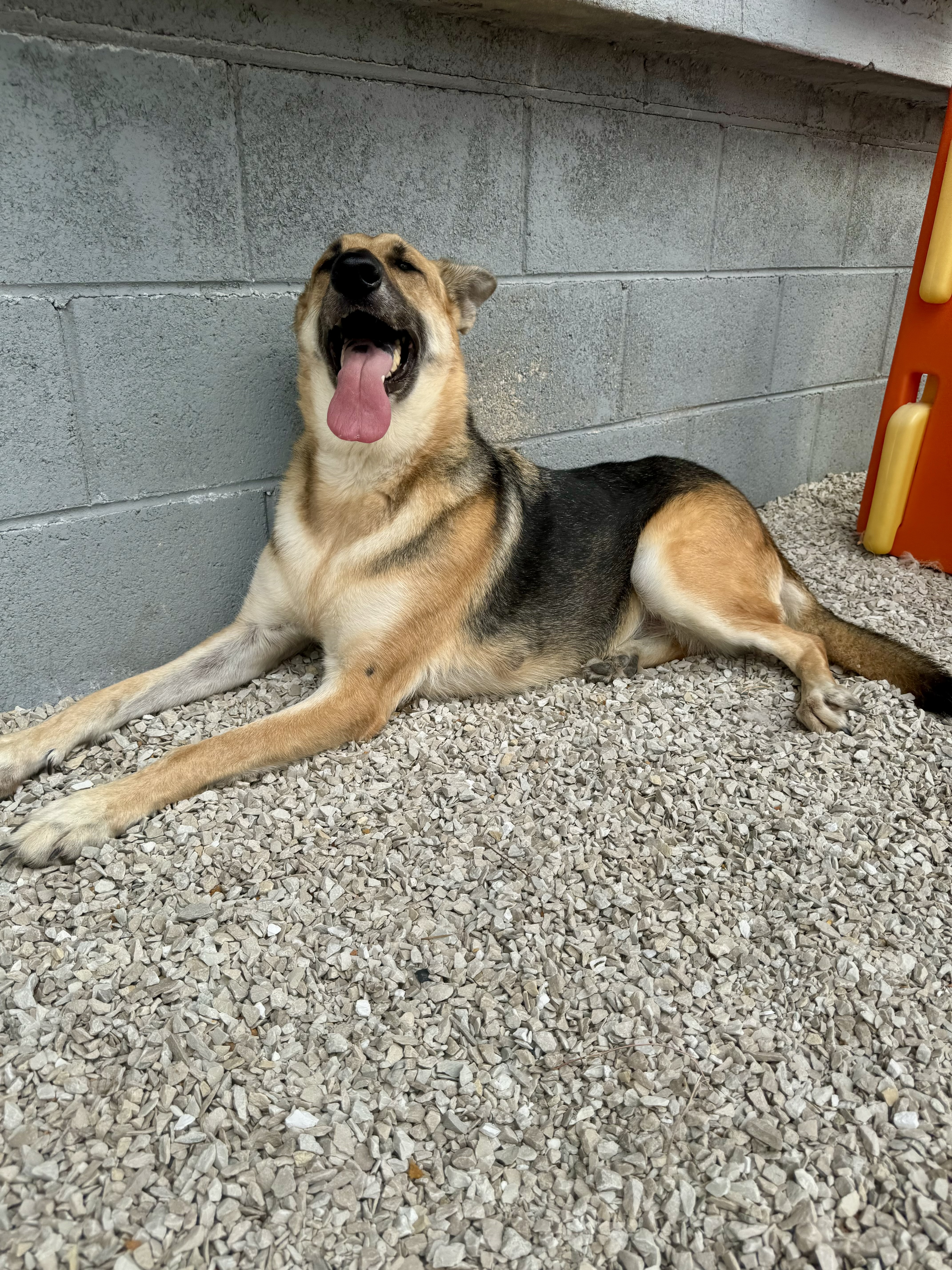 Enlarge Athena, an adopted German Shepherd Dog in Milwaukee, WI image 3/4