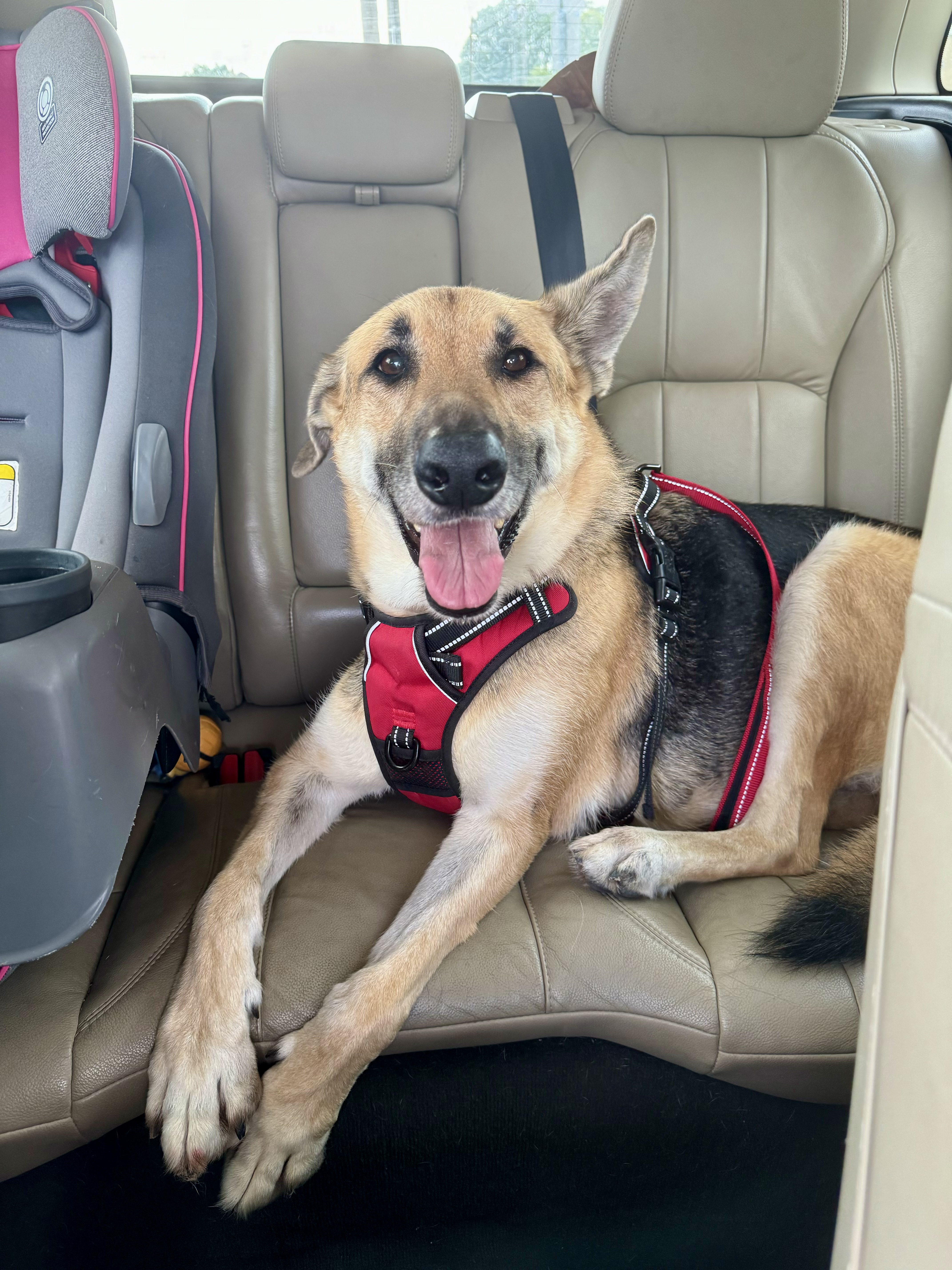 Enlarge Athena, an adopted German Shepherd Dog in Milwaukee, WI image 2/4
