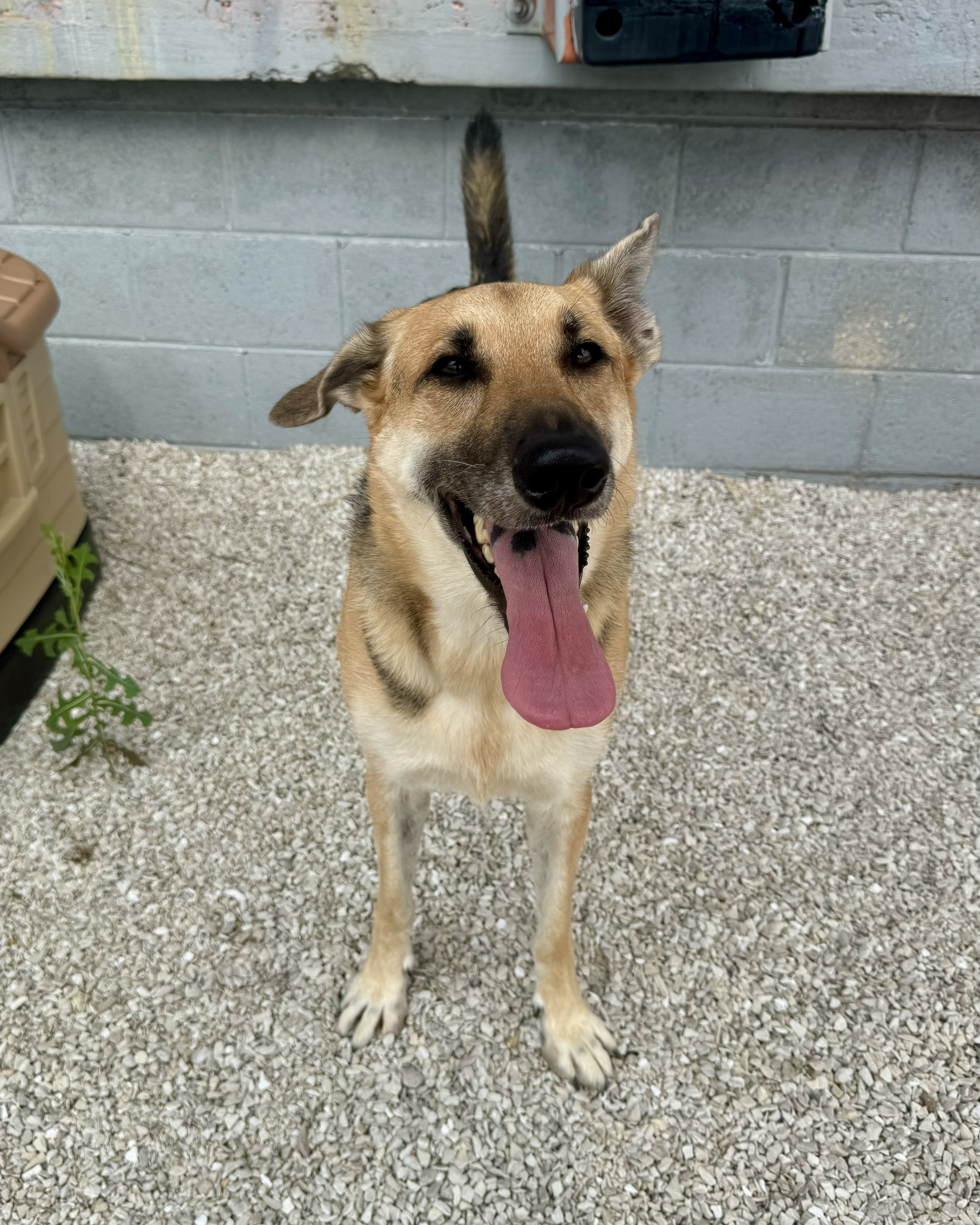 Athena, adopted, Adult Female German Shepherd Dog.