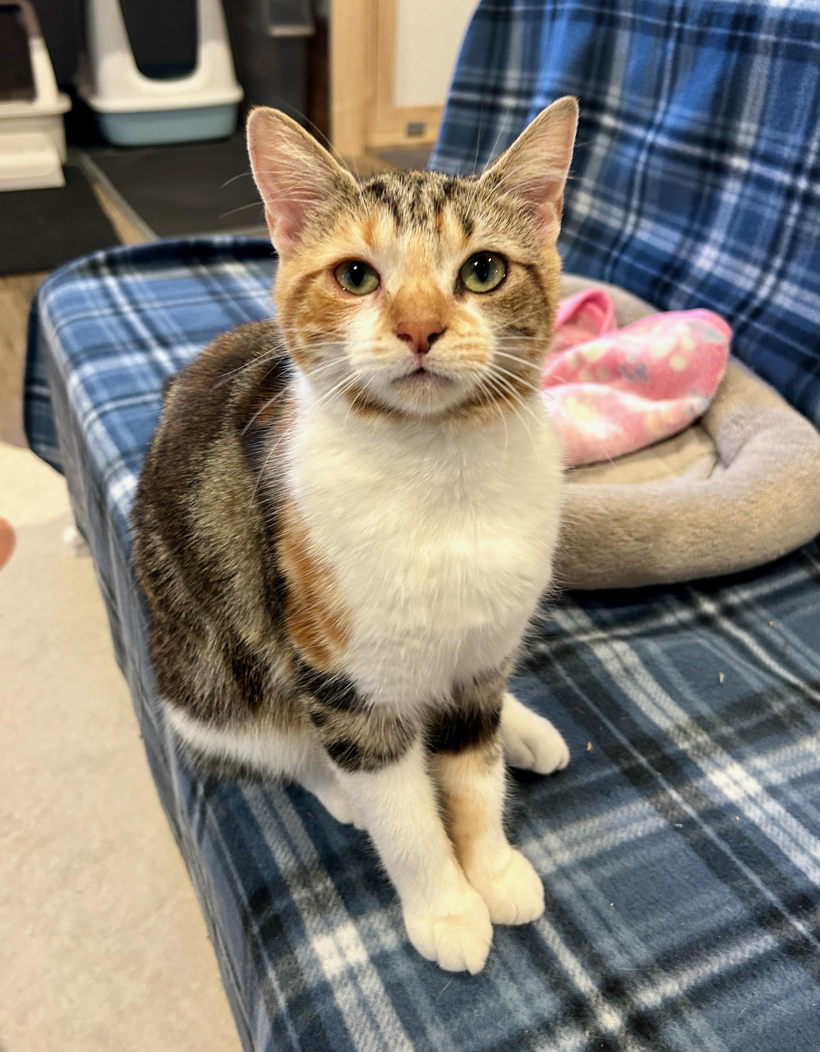 Zoe, Adoptable, Young Female Calico.