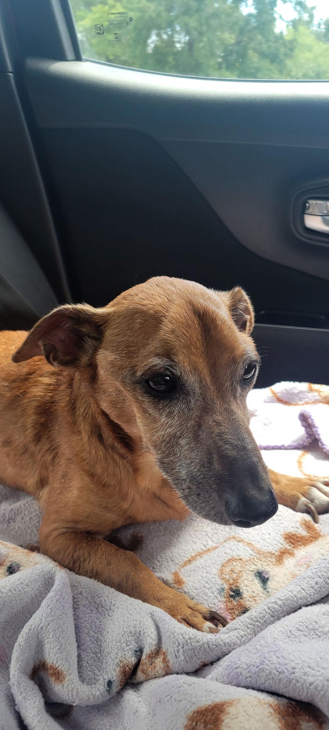 Frederick, a Adoptable mixed breed in Rural Hall, NC image 1/3