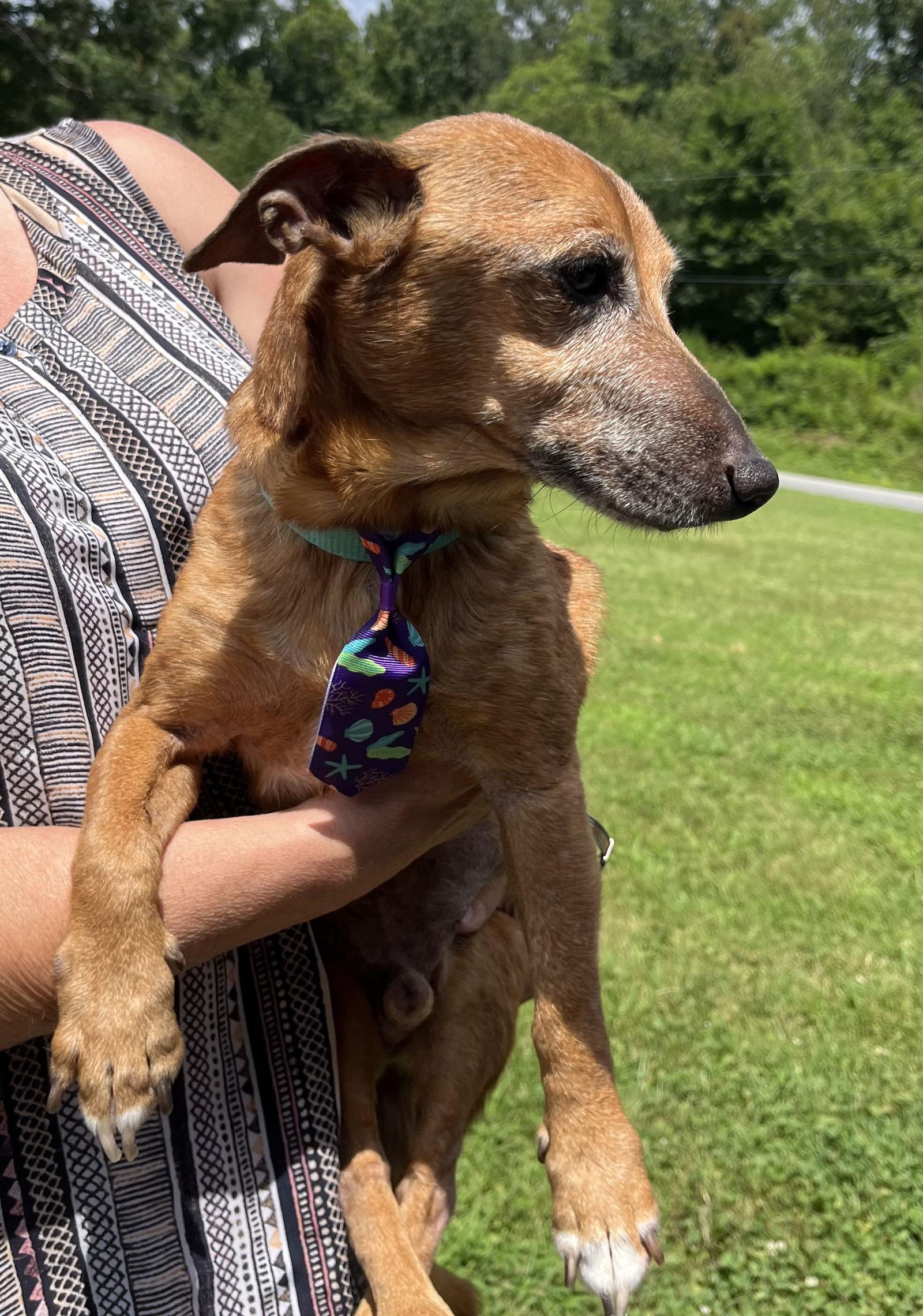 Frederick, a Adoptable mixed breed in Rural Hall, NC image 2/3