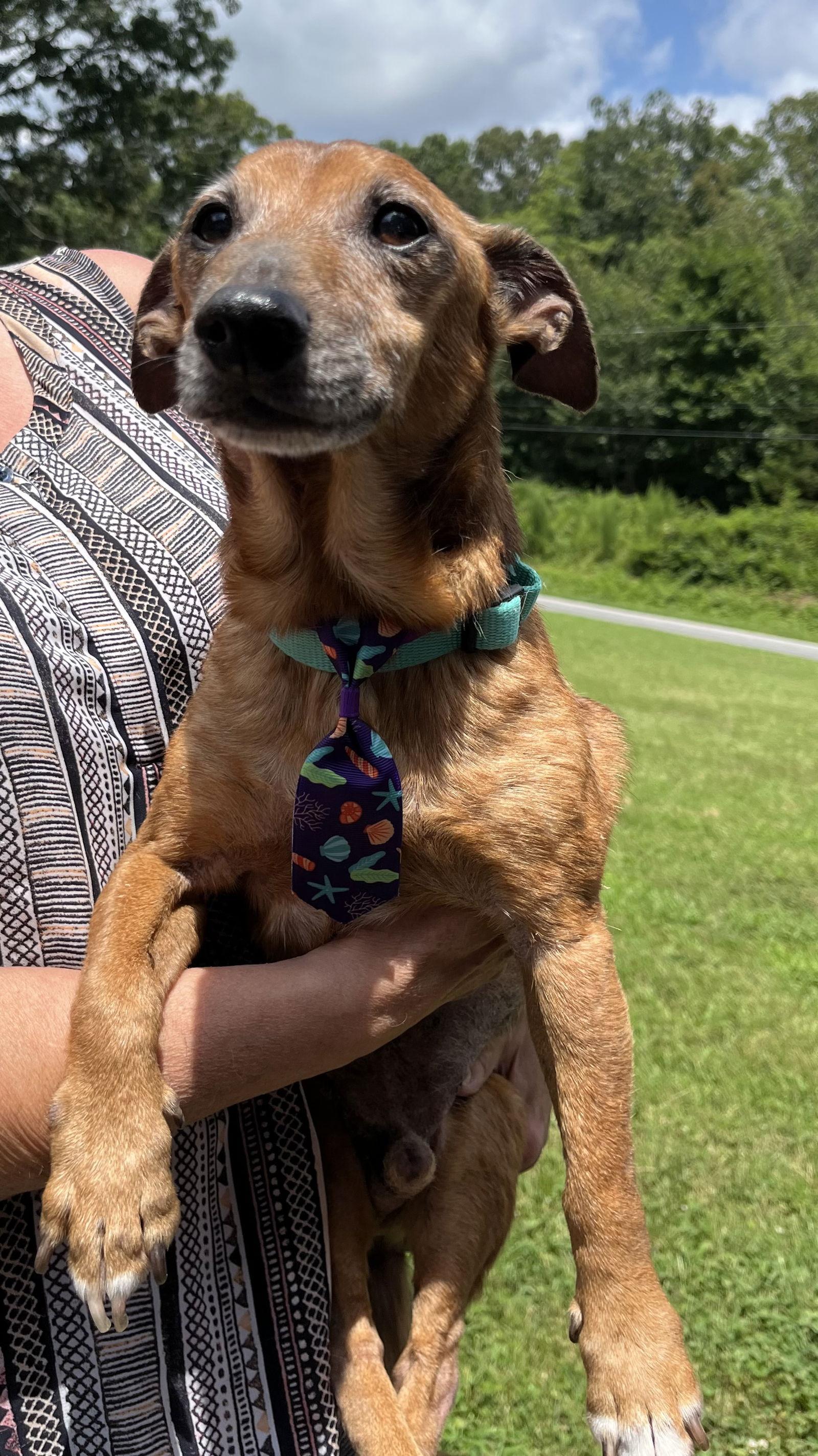 Frederick, a Adoptable mixed breed in Rural Hall, NC image 3/3