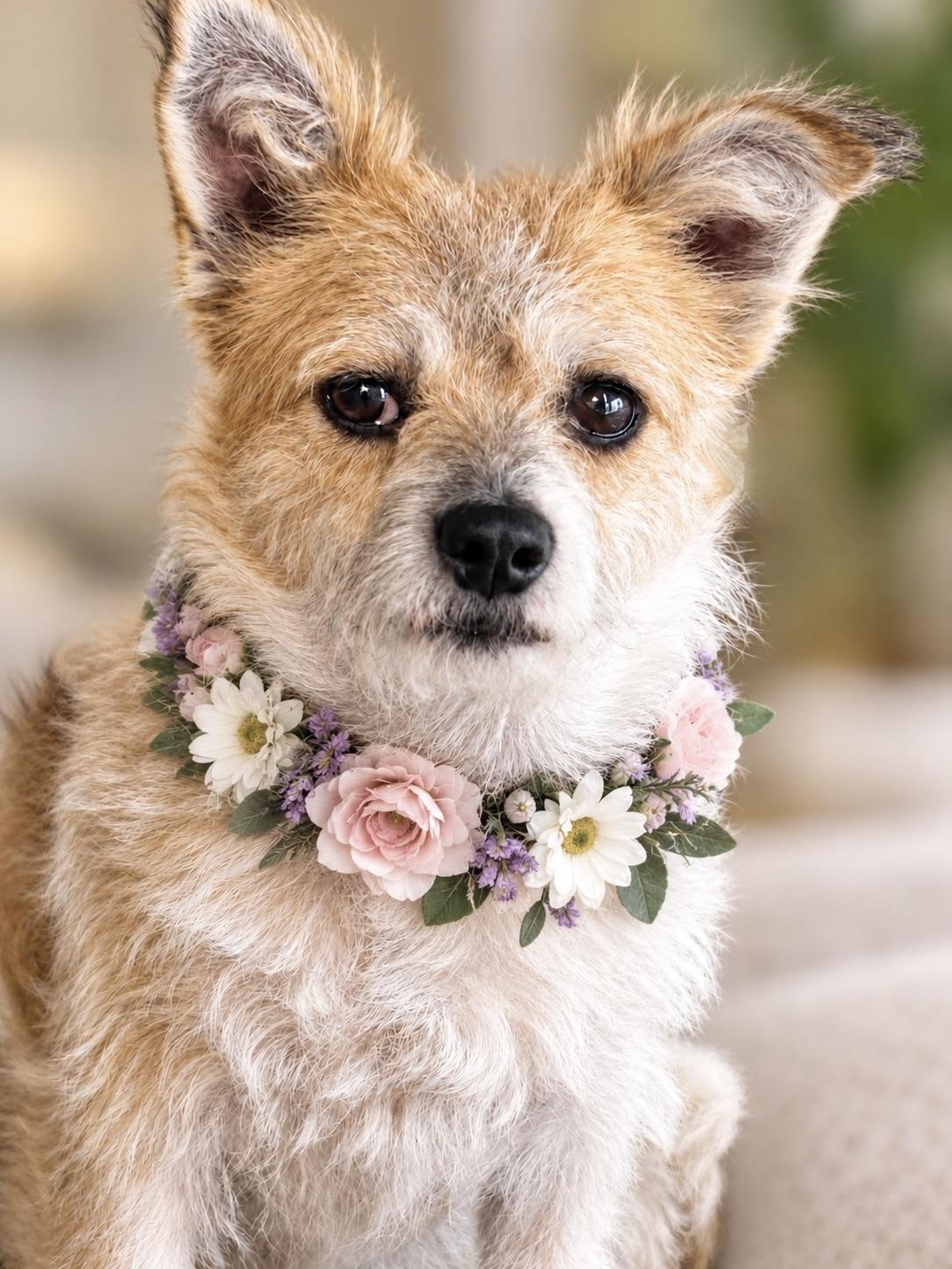 Hazel, Adoptable, Young Female Terrier & Parson Russell Terrier.