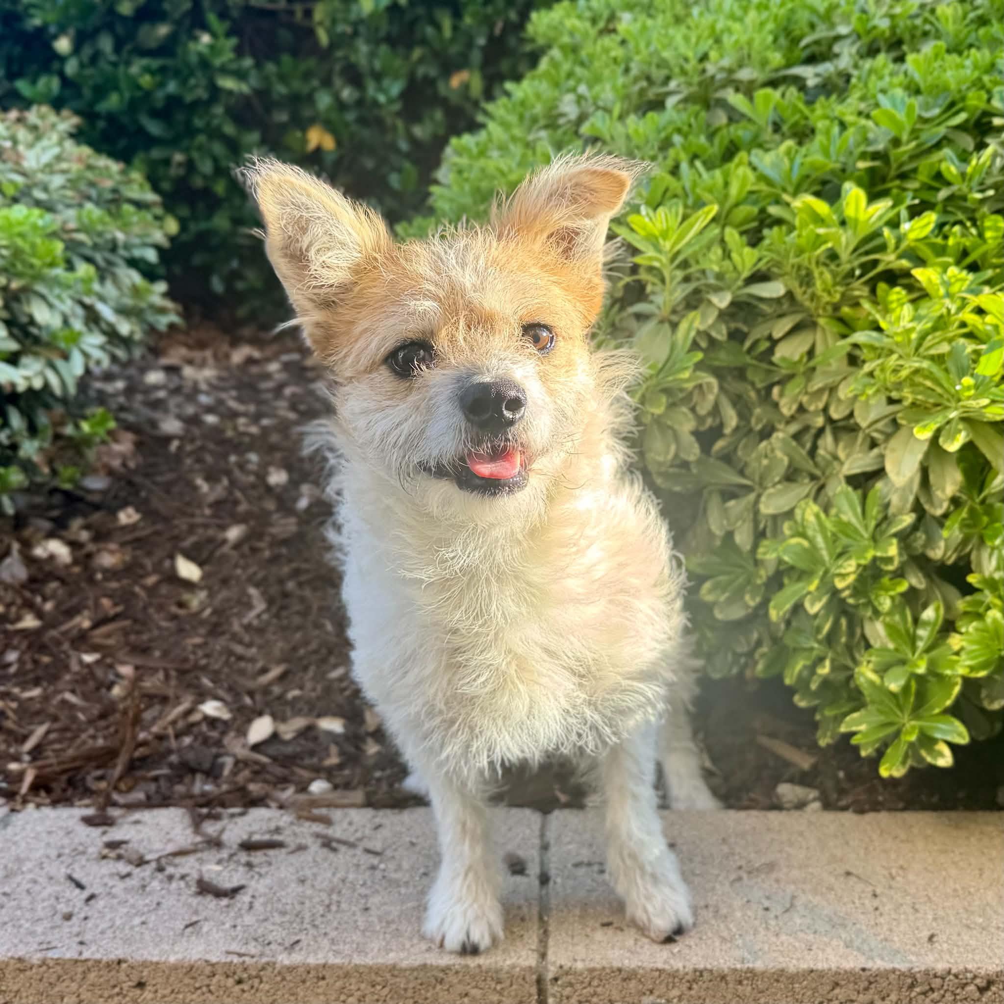 Enlarge Hazel, a Adoptable mixed breed in Corona Del Mar, CA image 3/4