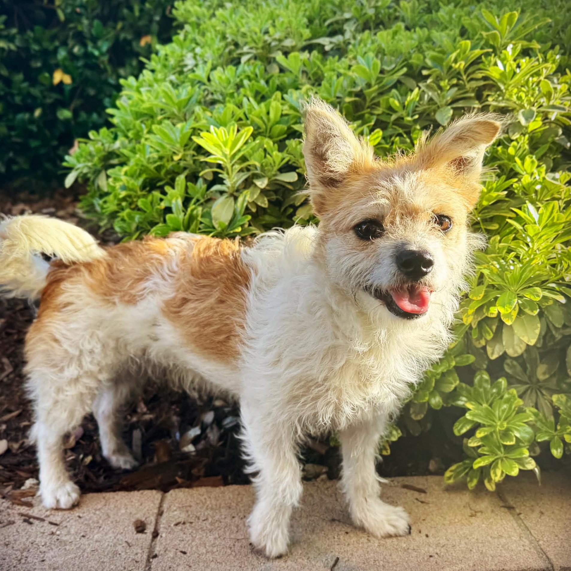 Enlarge Hazel, a Adoptable mixed breed in Corona Del Mar, CA image 2/4