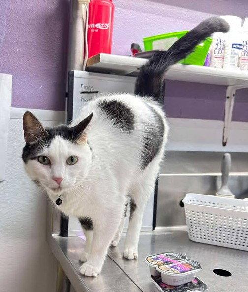 Meowboy, Adopted, Adult Male Domestic Short Hair.