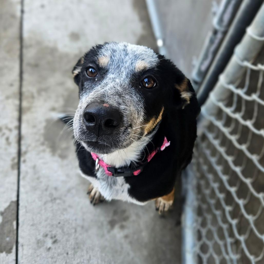 Enlarge Bindi, a Adoptable mixed breed in Monticello, IA image 1/6