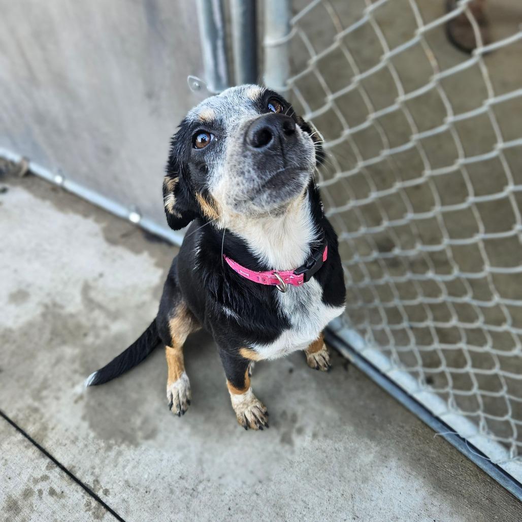 Enlarge Bindi, a Adoptable mixed breed in Monticello, IA image 2/6