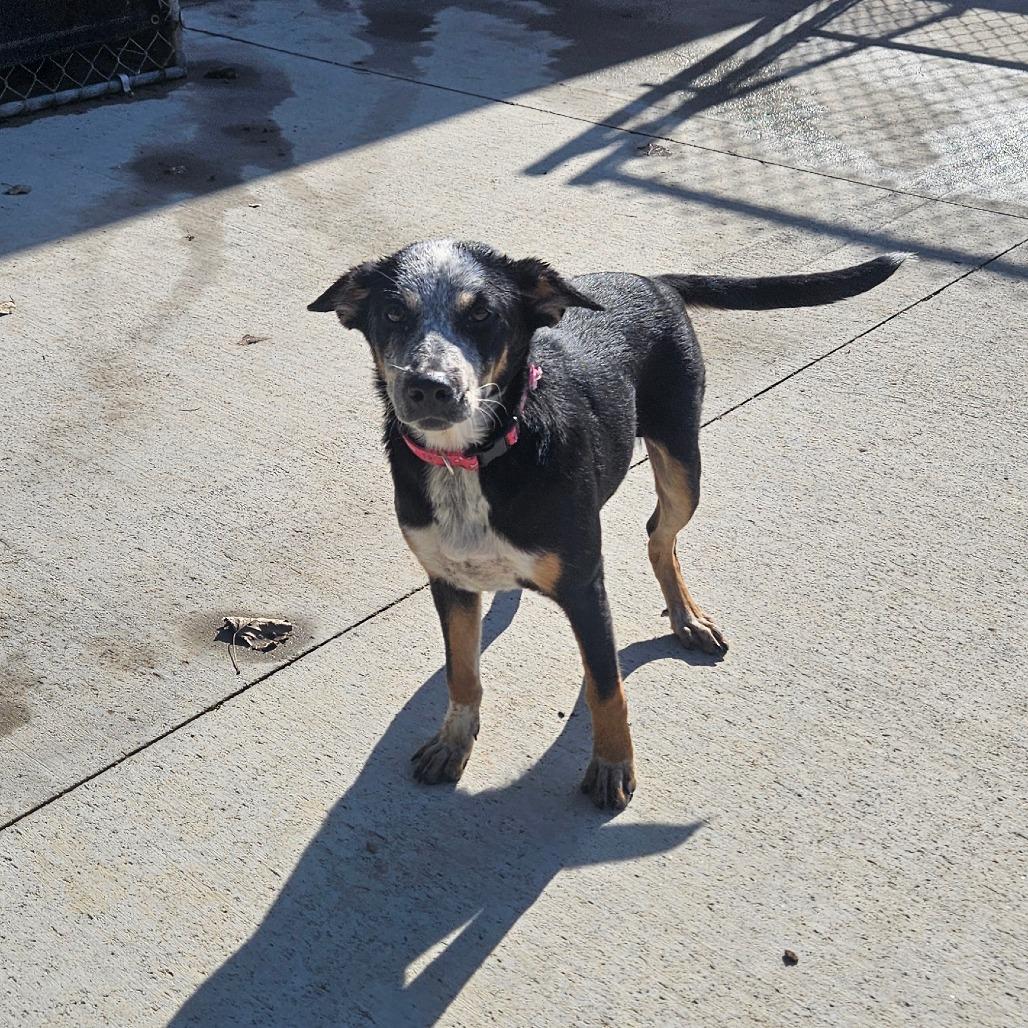 Enlarge Bindi, a Adoptable mixed breed in Monticello, IA image 3/6