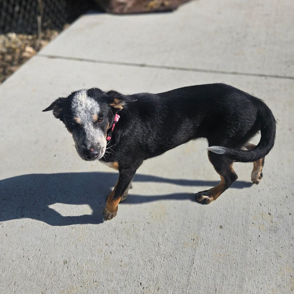 Enlarge Bindi, a Adoptable mixed breed in Monticello, IA image 4/6
