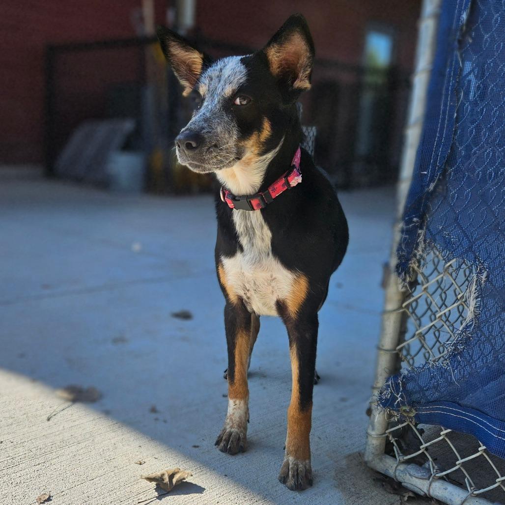 Enlarge Bindi, a Adoptable mixed breed in Monticello, IA image 5/6