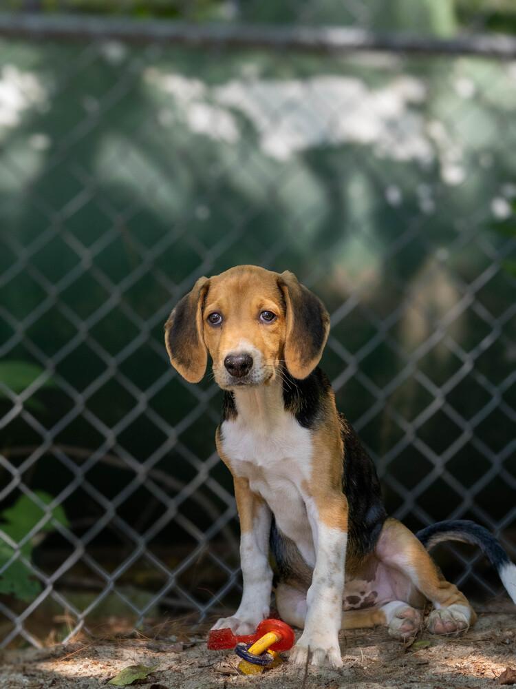 Blackstone - 26127, Adoptable, Puppy Male Foxhound.