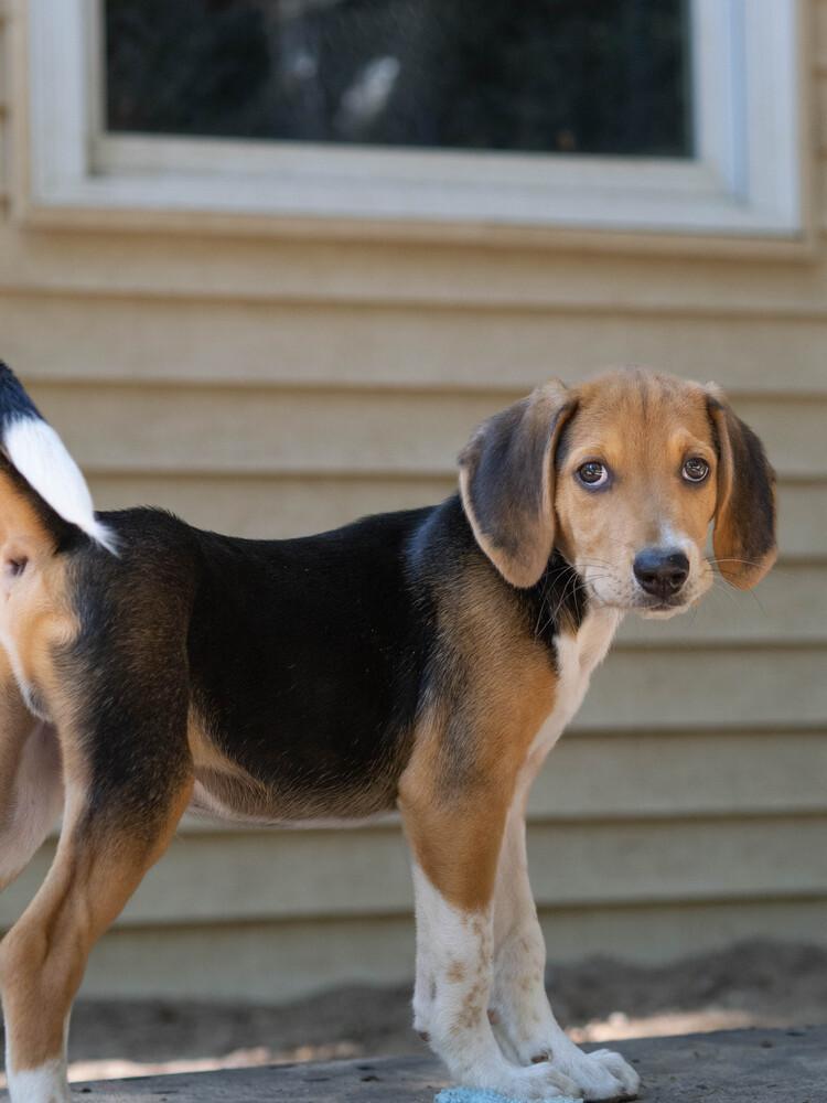 Enlarge Blackstone - 26127, a Adoptable mixed breed in Armonk, NY image 3/4