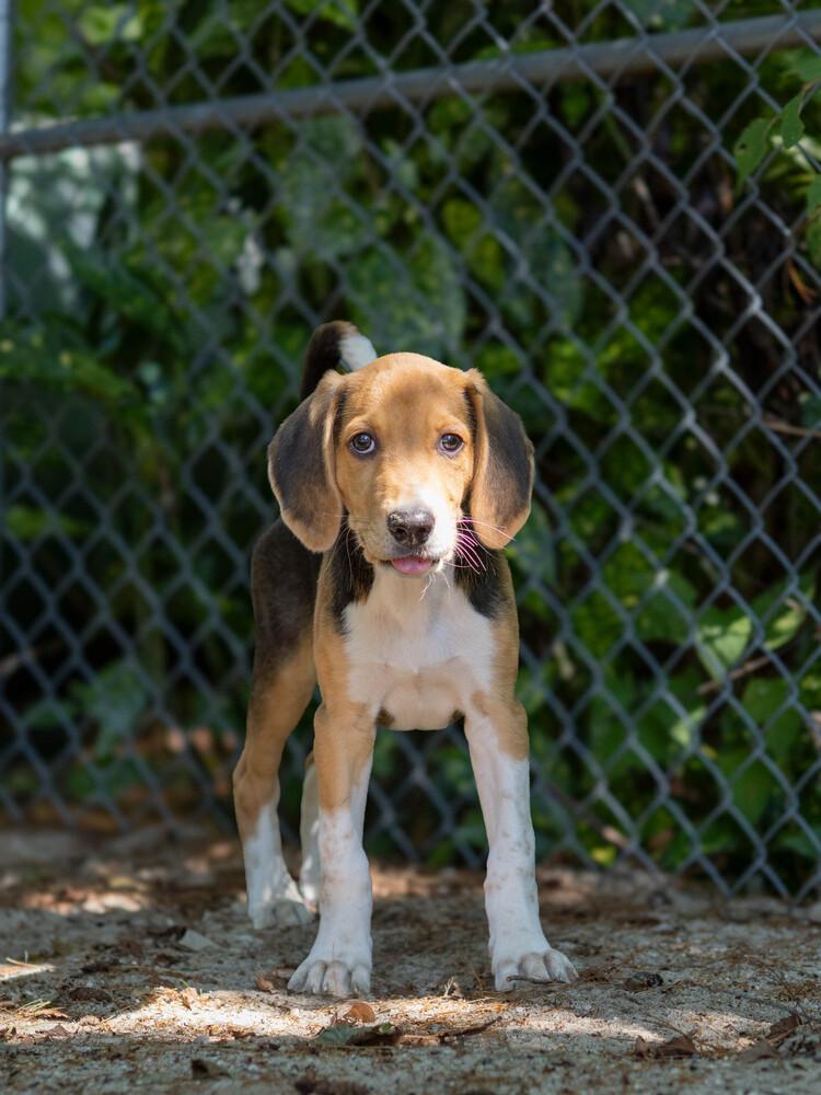 Enlarge Blackstone - 26127, a Adoptable mixed breed in Armonk, NY image 4/4