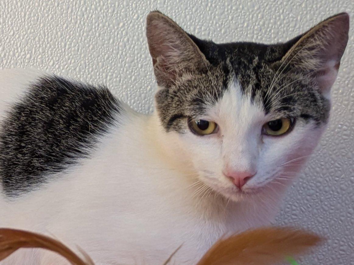 Cheetos SHY CAT SPECIAL $20, an adoptable Domestic Short Hair, Tabby in Republic, WA, 99166 | Photo Image 3
