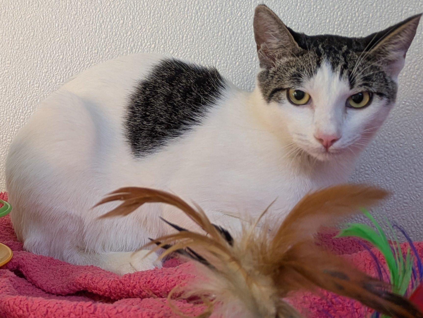 Cheetos SHY CAT SPECIAL $20, an adoptable Domestic Short Hair, Tabby in Republic, WA, 99166 | Photo Image 5