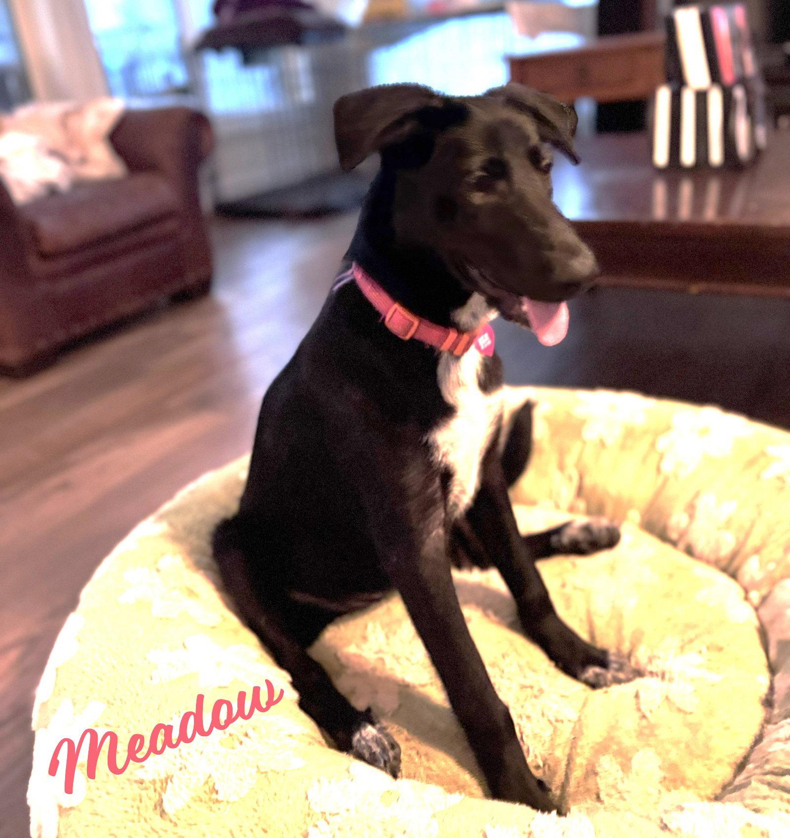 Meadow #happy-go-lucky, a Adopted mixed breed in Houston, TX image 1/3