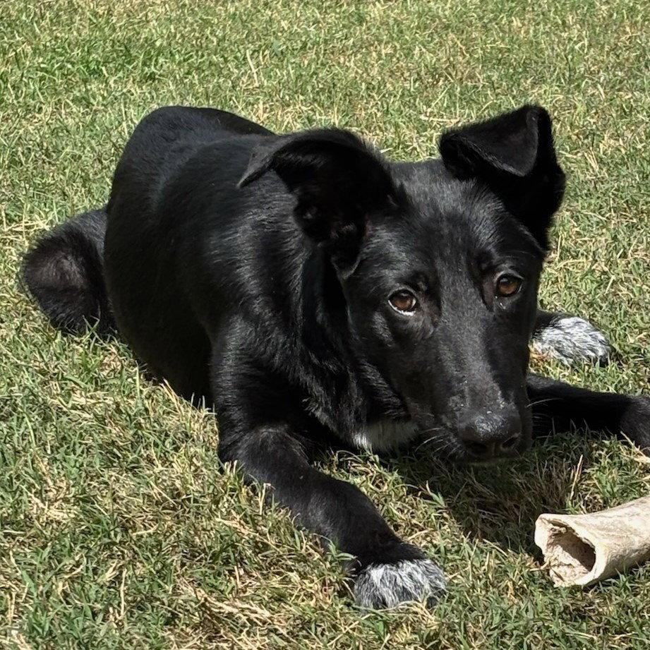 Meadow #happy-go-lucky, a Adopted mixed breed in Houston, TX image 2/3