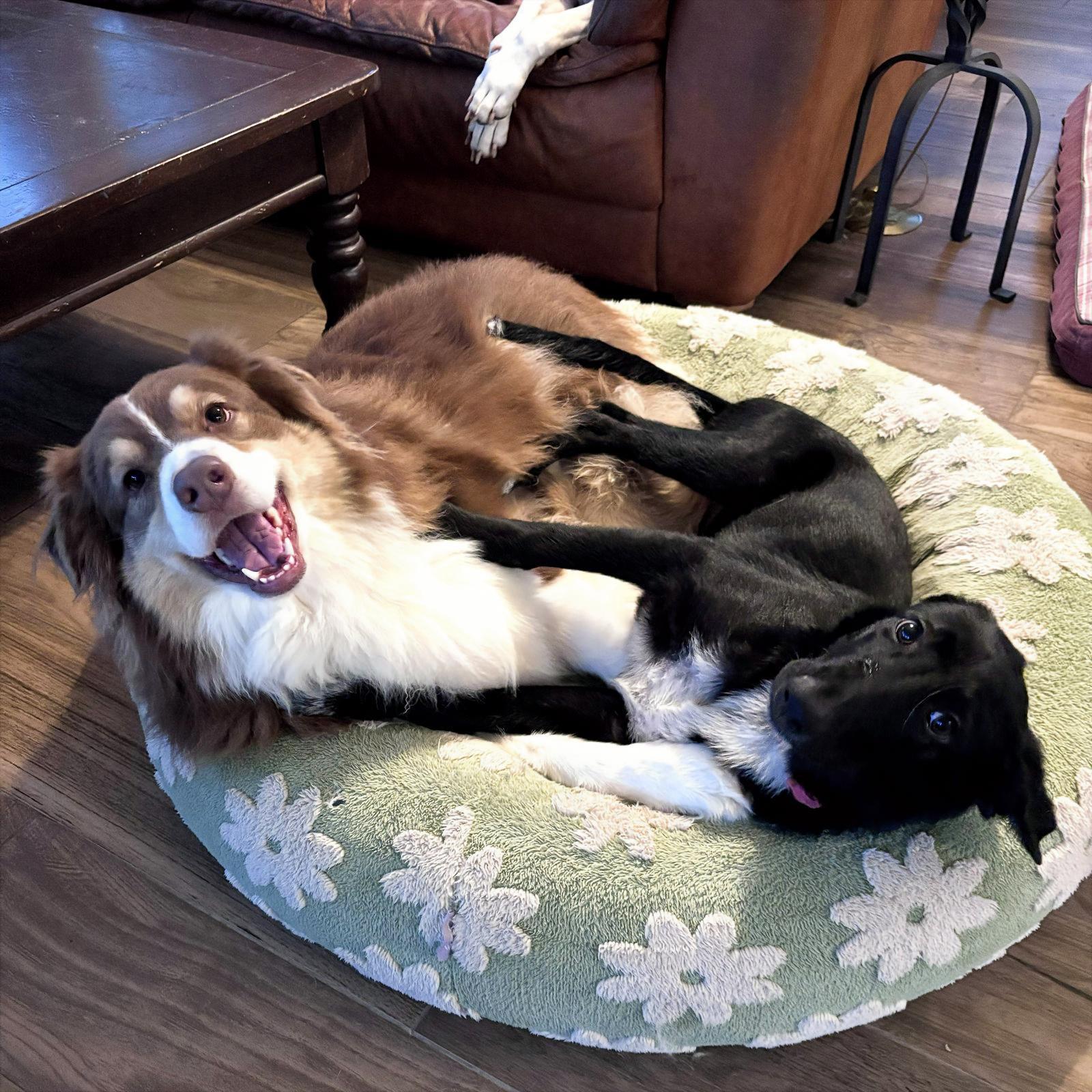 Meadow #happy-go-lucky, a Adopted mixed breed in Houston, TX image 3/3