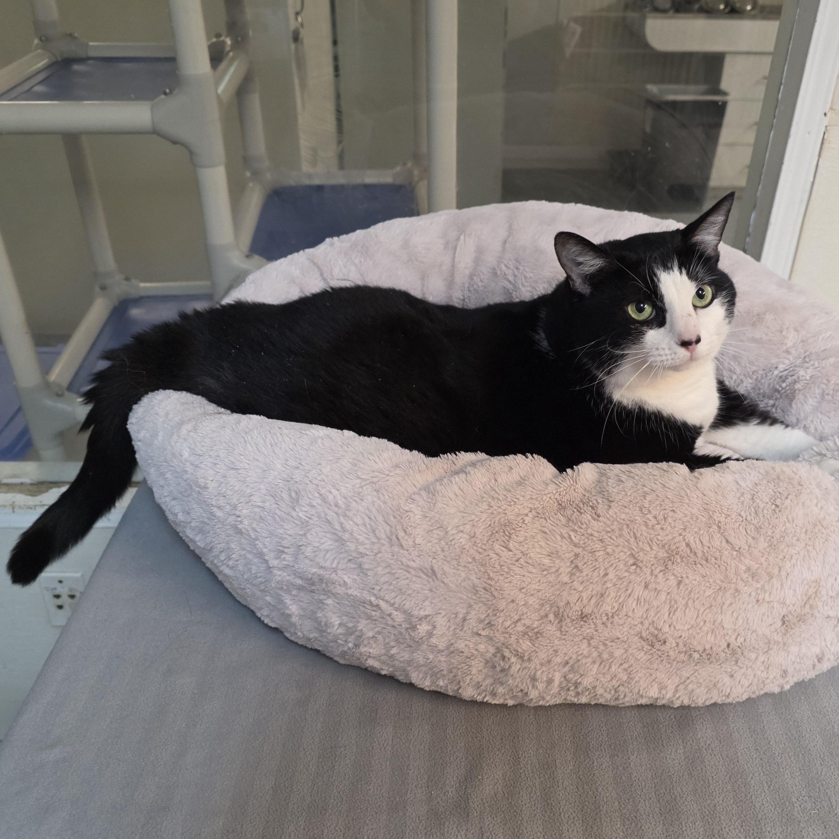 Enlarge Panda, a Adoptable mixed breed in Greensboro, NC image 5/6