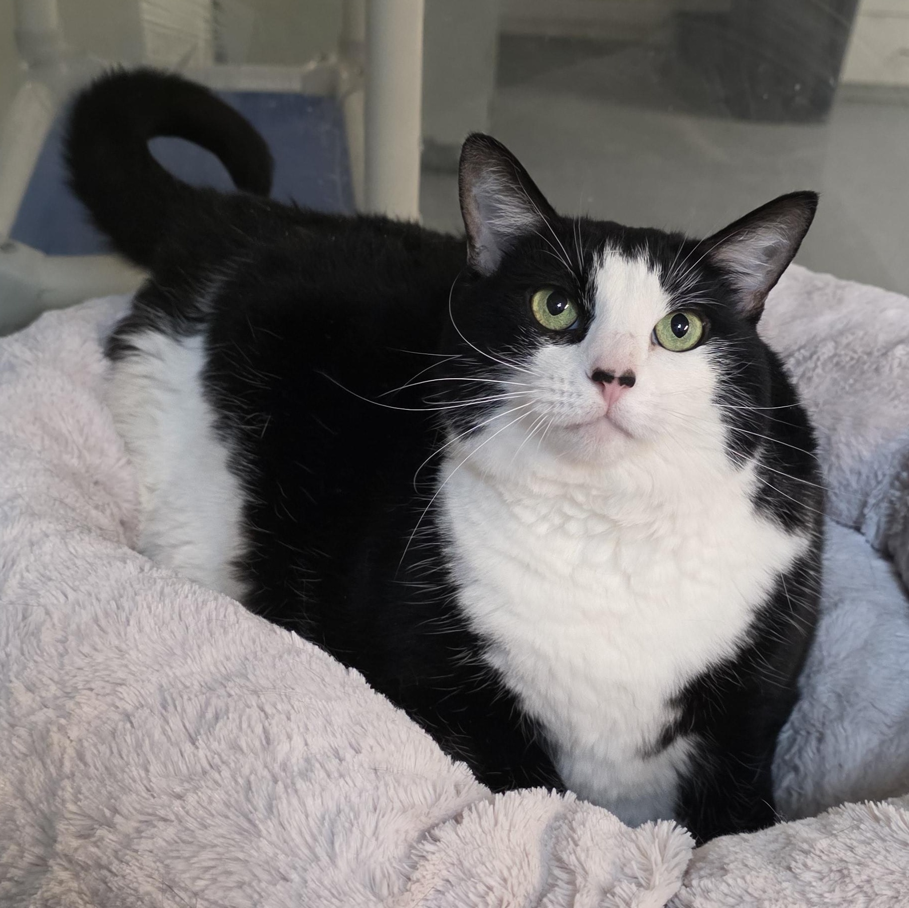 Enlarge Panda, a Adoptable mixed breed in Greensboro, NC image 6/6