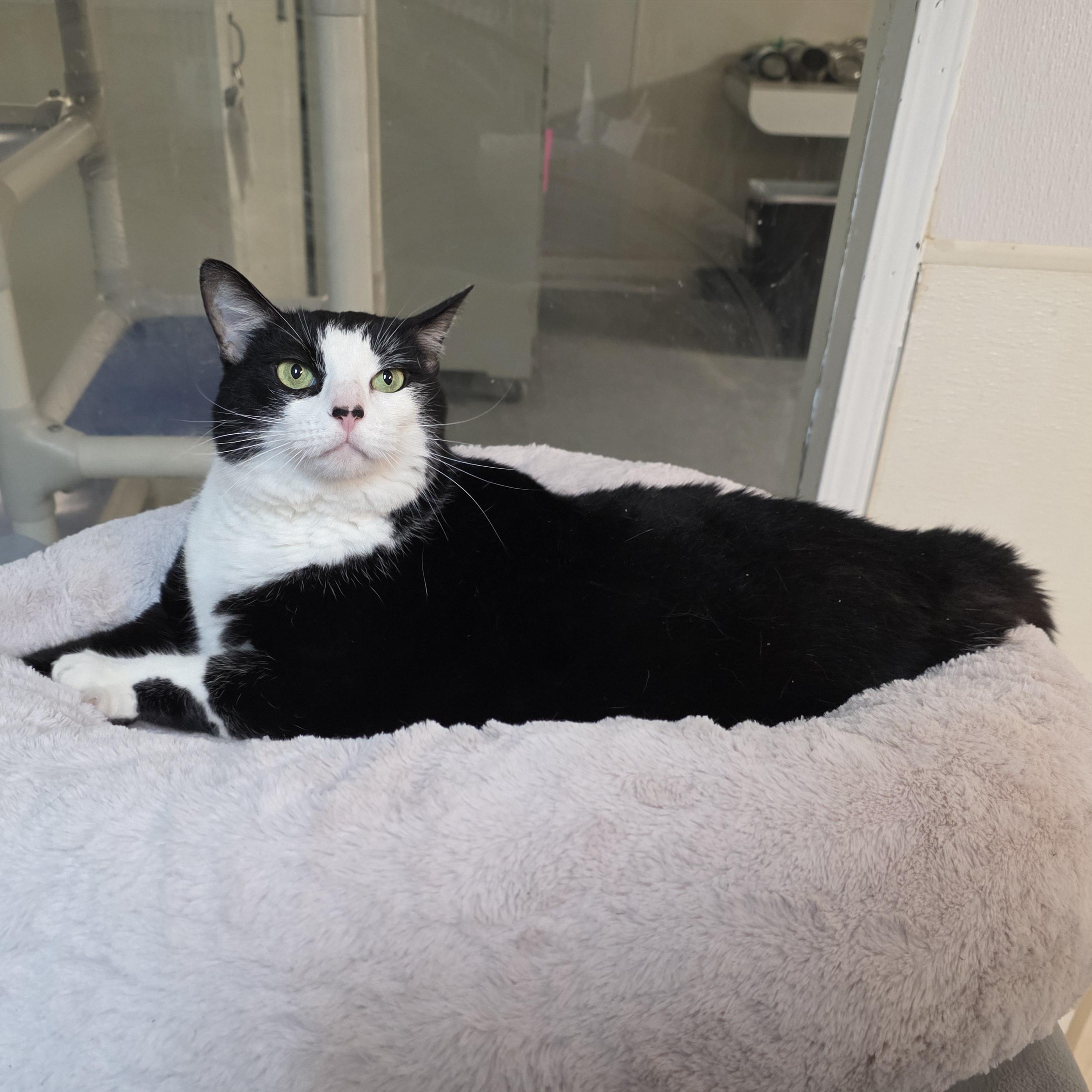 Enlarge Panda, a Adoptable mixed breed in Greensboro, NC image 2/6