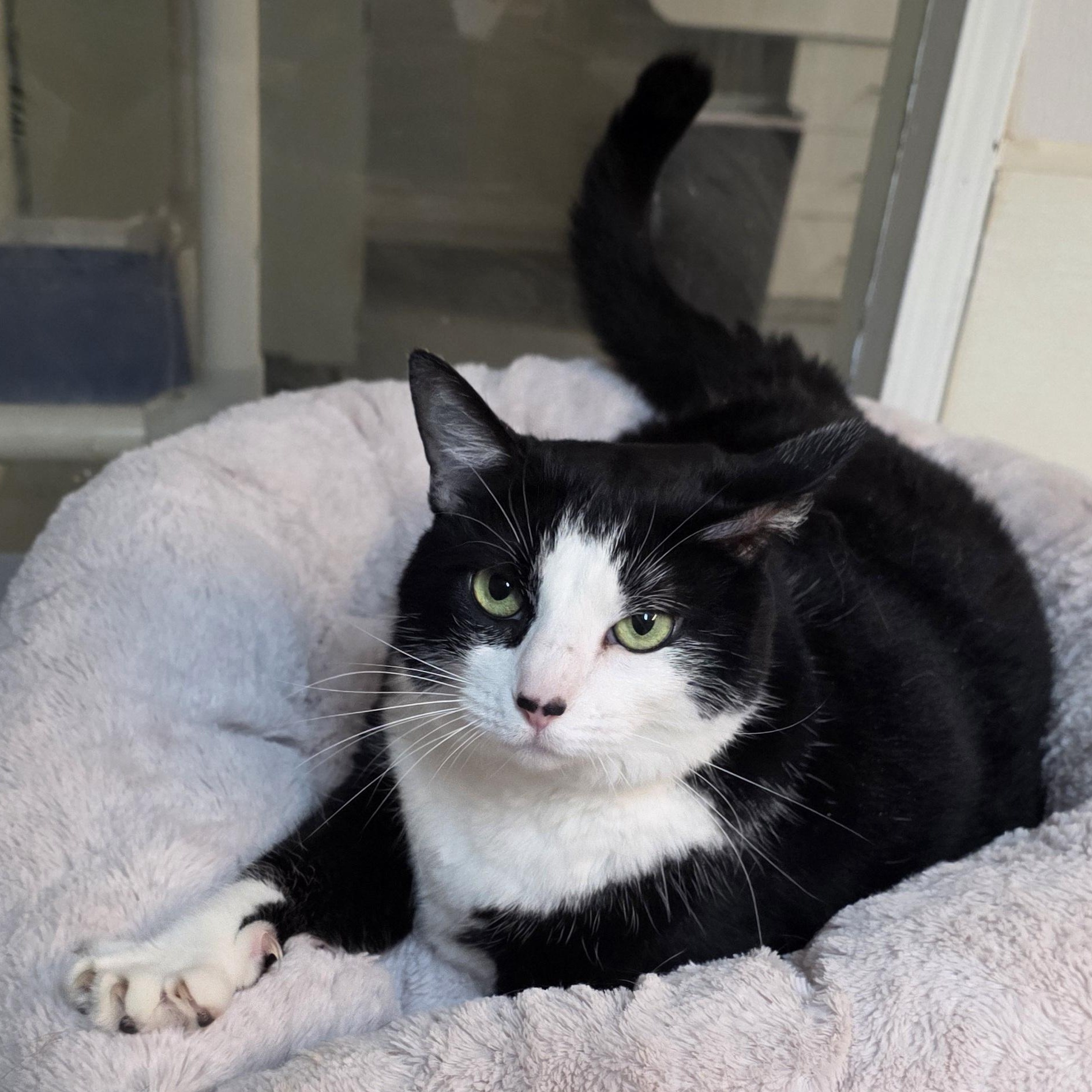 Panda, Adoptable, Adult Male Tuxedo & Domestic Short Hair.