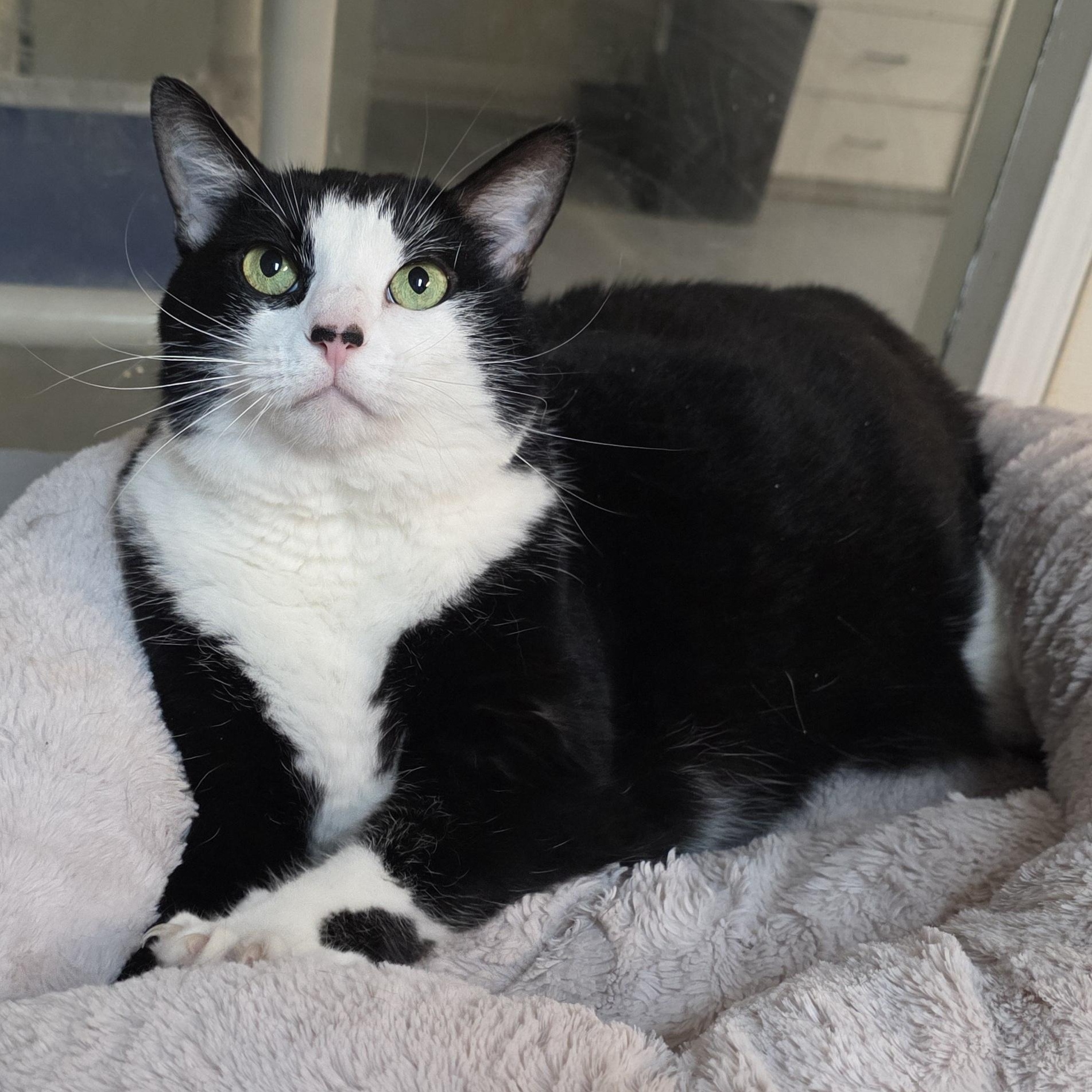 Enlarge Panda, a Adoptable mixed breed in Greensboro, NC image 3/6