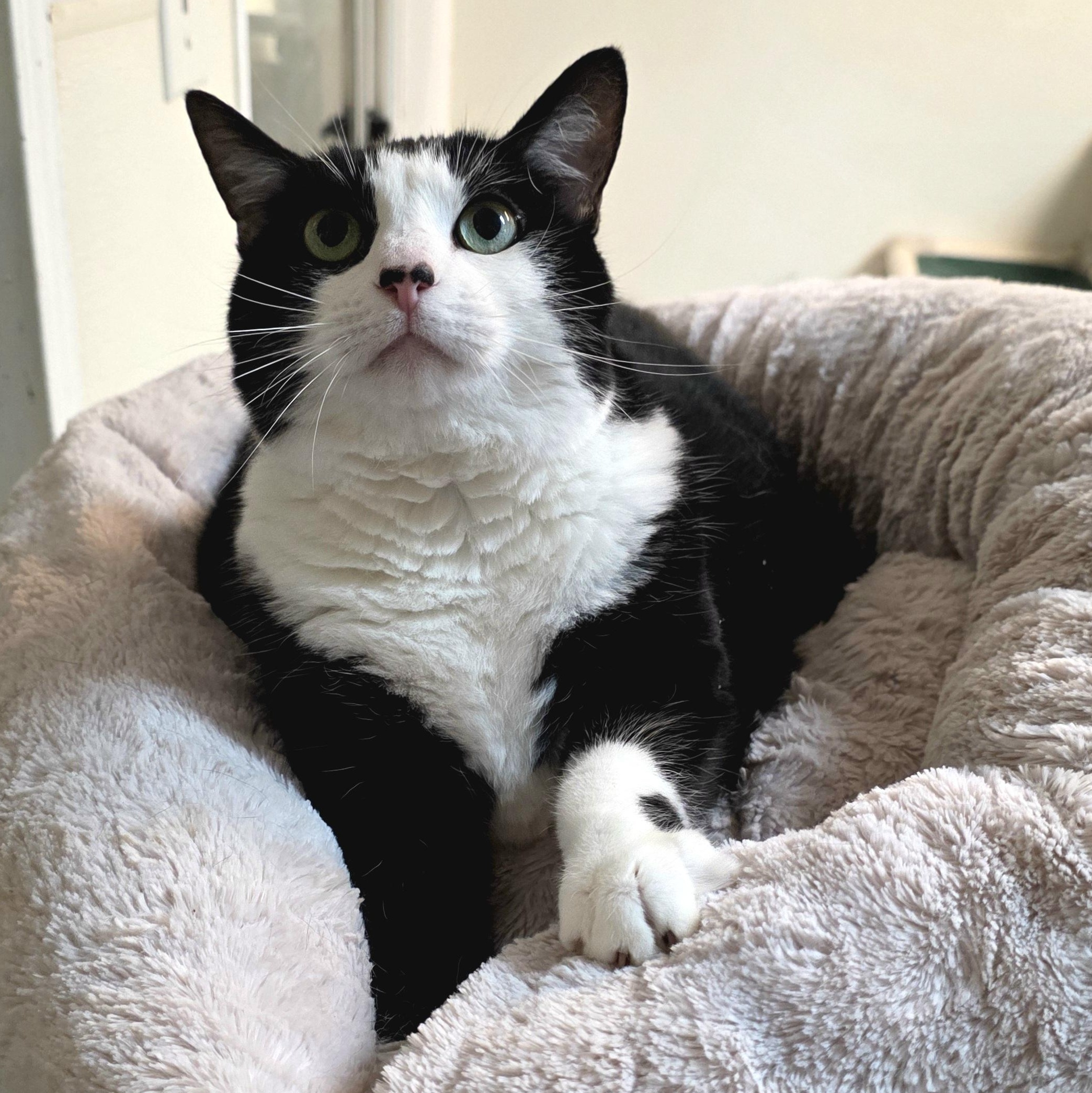 Enlarge Panda, a Adoptable mixed breed in Greensboro, NC image 4/6