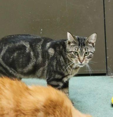 Zealand, ADOPTABLE, Adult Male Domestic Short Hair.
