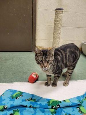 Enlarge Zealand, a ADOPTABLE Domestic Short Hair in Williamsport, PA image 2/2