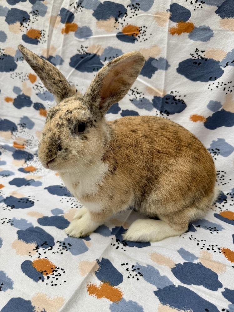 Penny Dude, Adoptable, Adult Male Rex.